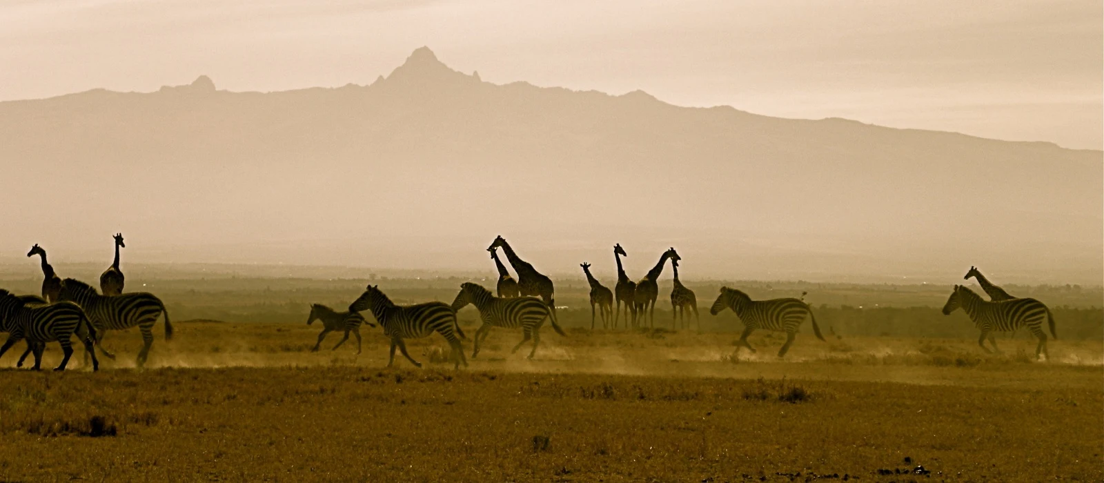 Giraffes and zebras on dusty plains below the silhouette of Mount Kenya