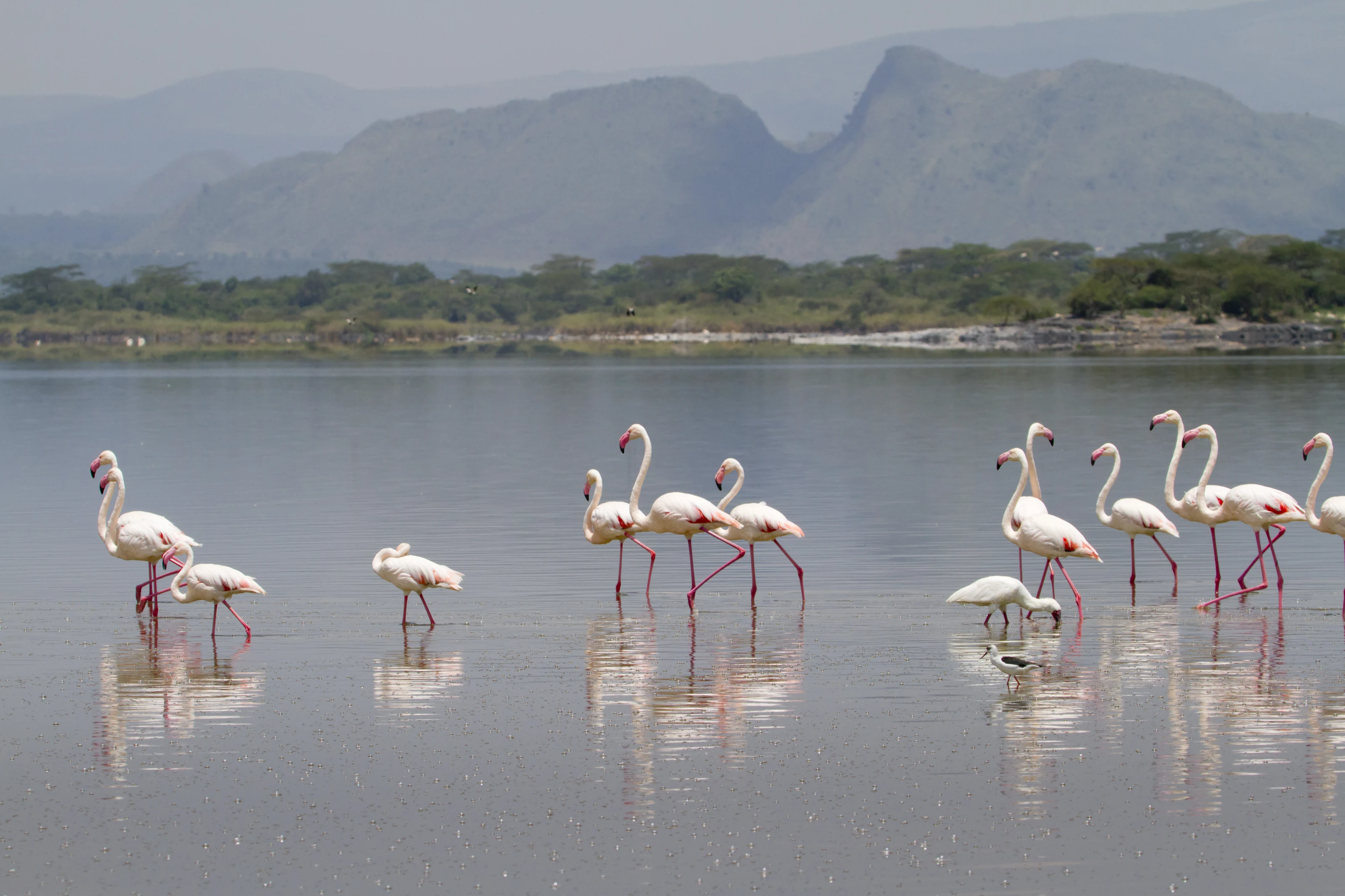 Flamingos wading in the shallows of Lake Elementaita below rocky hills