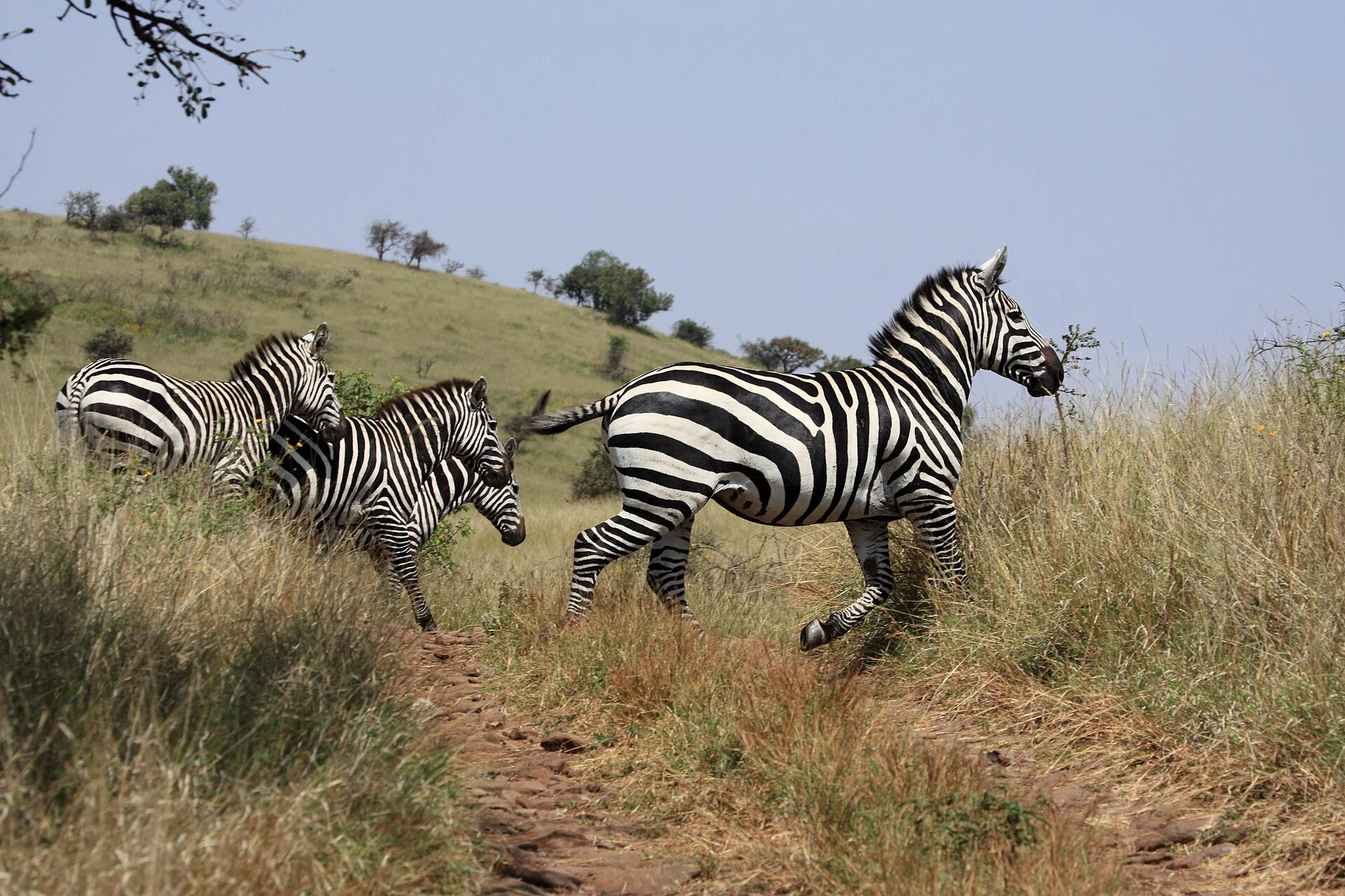 Plains zebras run across a grassy slope in Nechisar National Park.