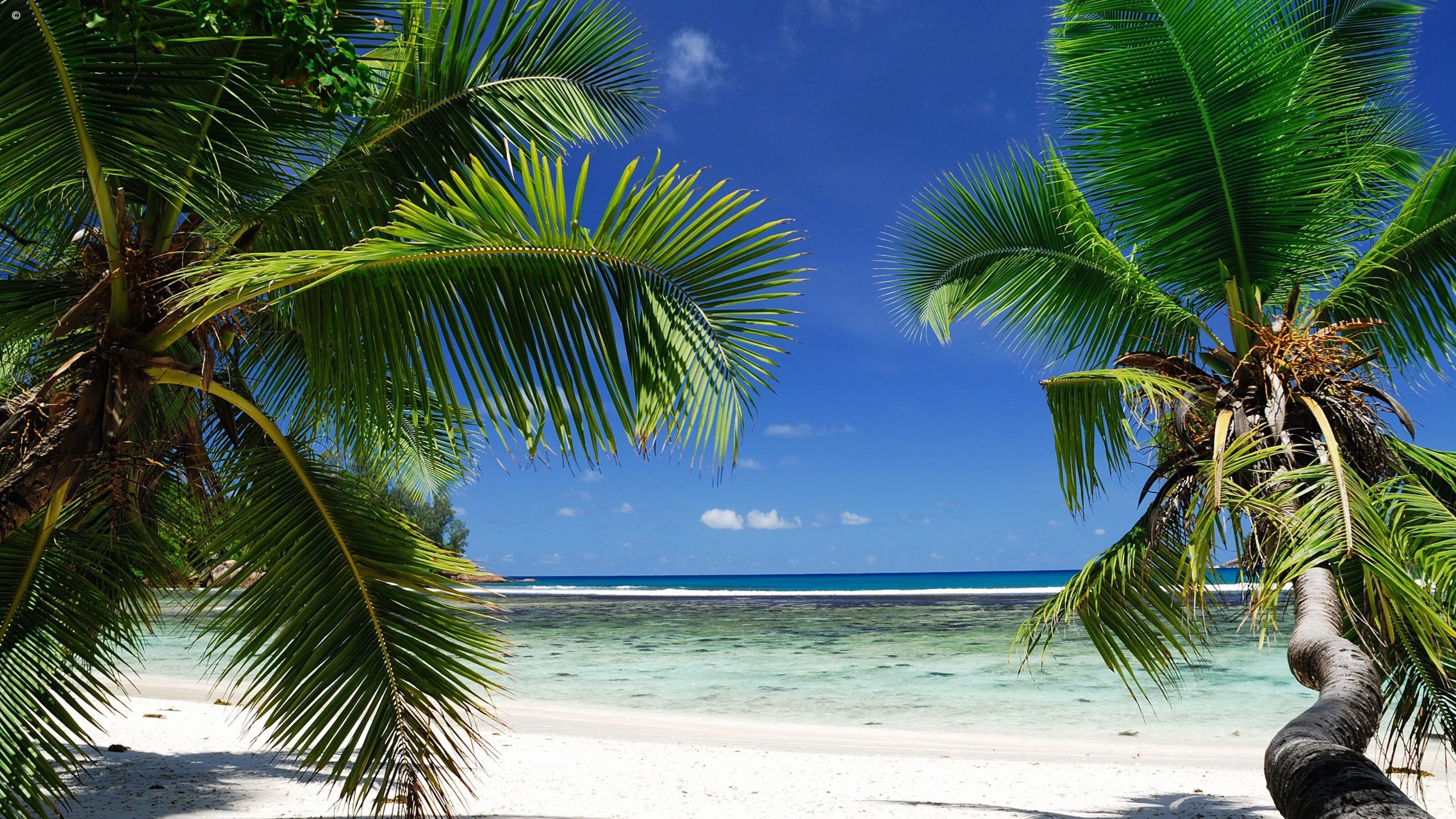 Palm fronds framing a beach and calm turquoise sea