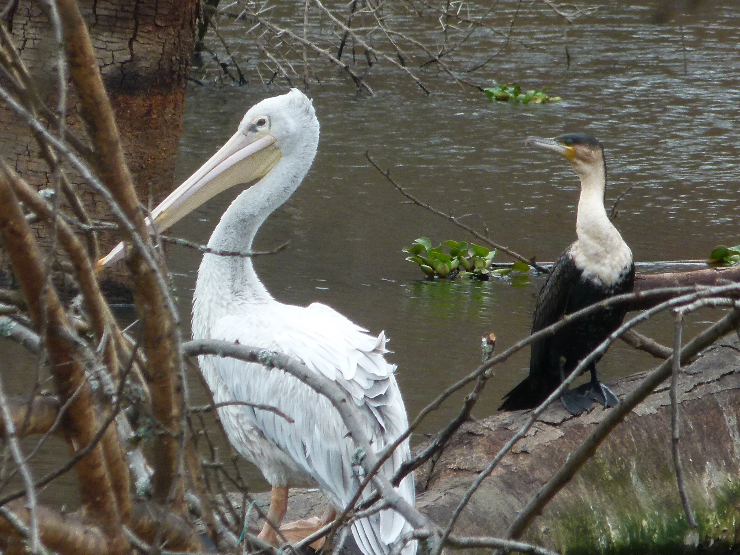 Birds in the lakeside trees at Lake Naivasha