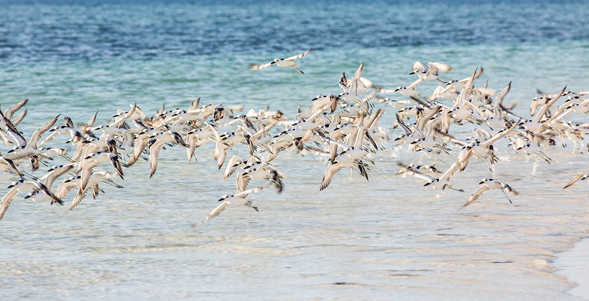 Seabirds lifting off a shallow sandy shore