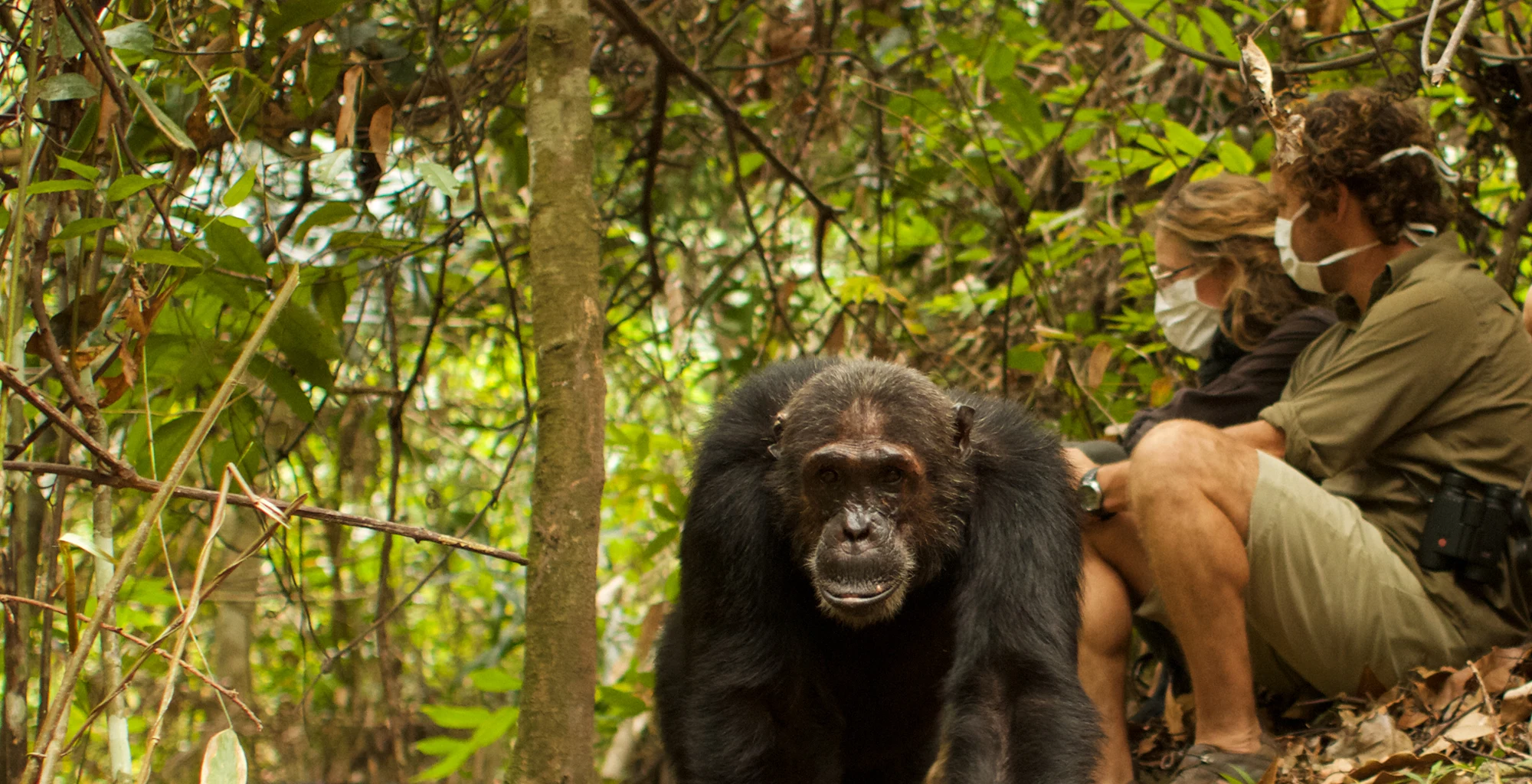 A chimpanzee resting on the forest floor near a tracker in Mahale
