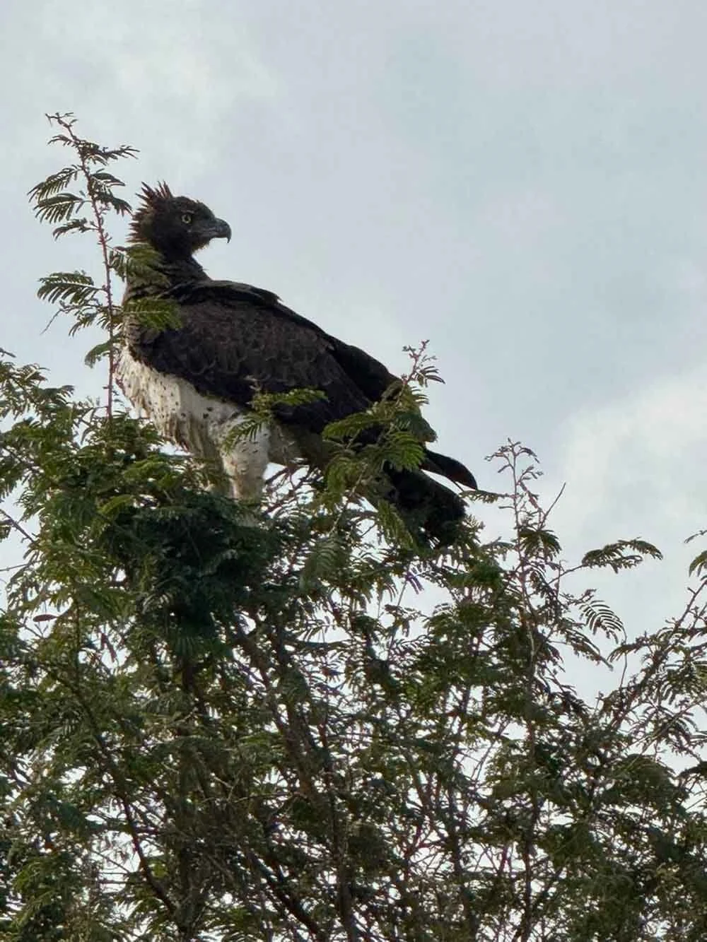 Martial eagle perched in a thorn tree, portrait