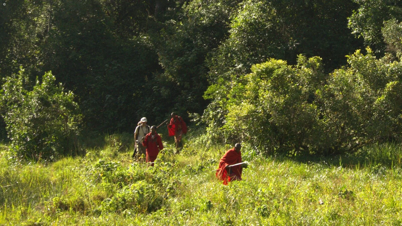 Walkers moving through lush green bush in dappled light