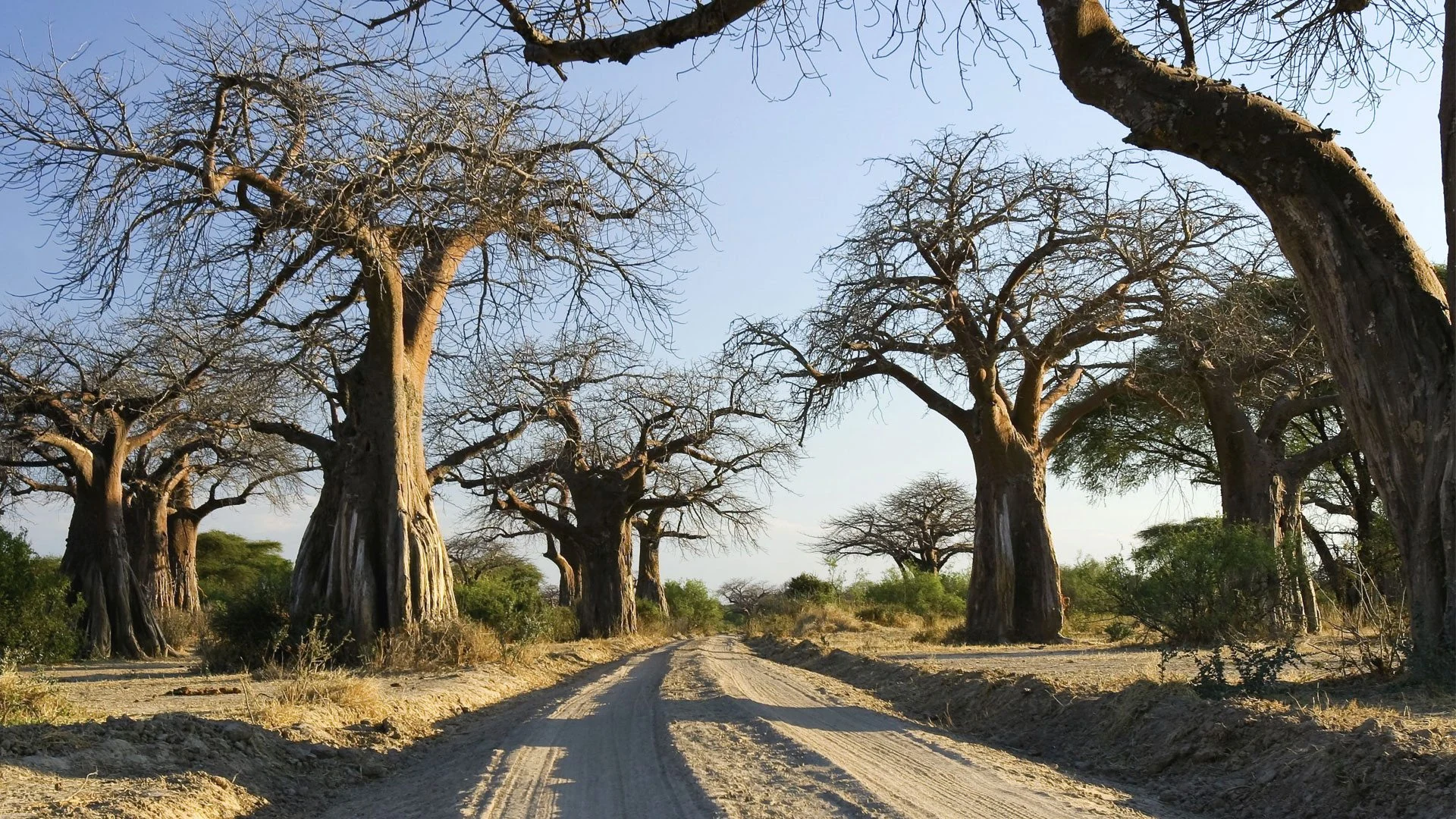 Baobab trees lining a sandy track