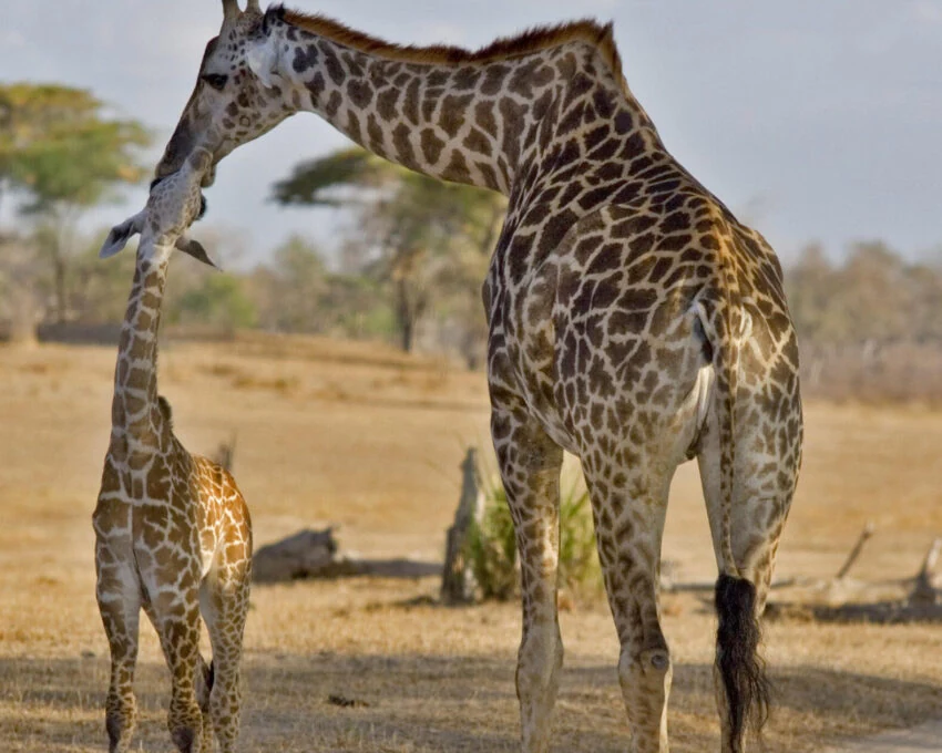 Giraffe mother nuzzling calf on dry savanna