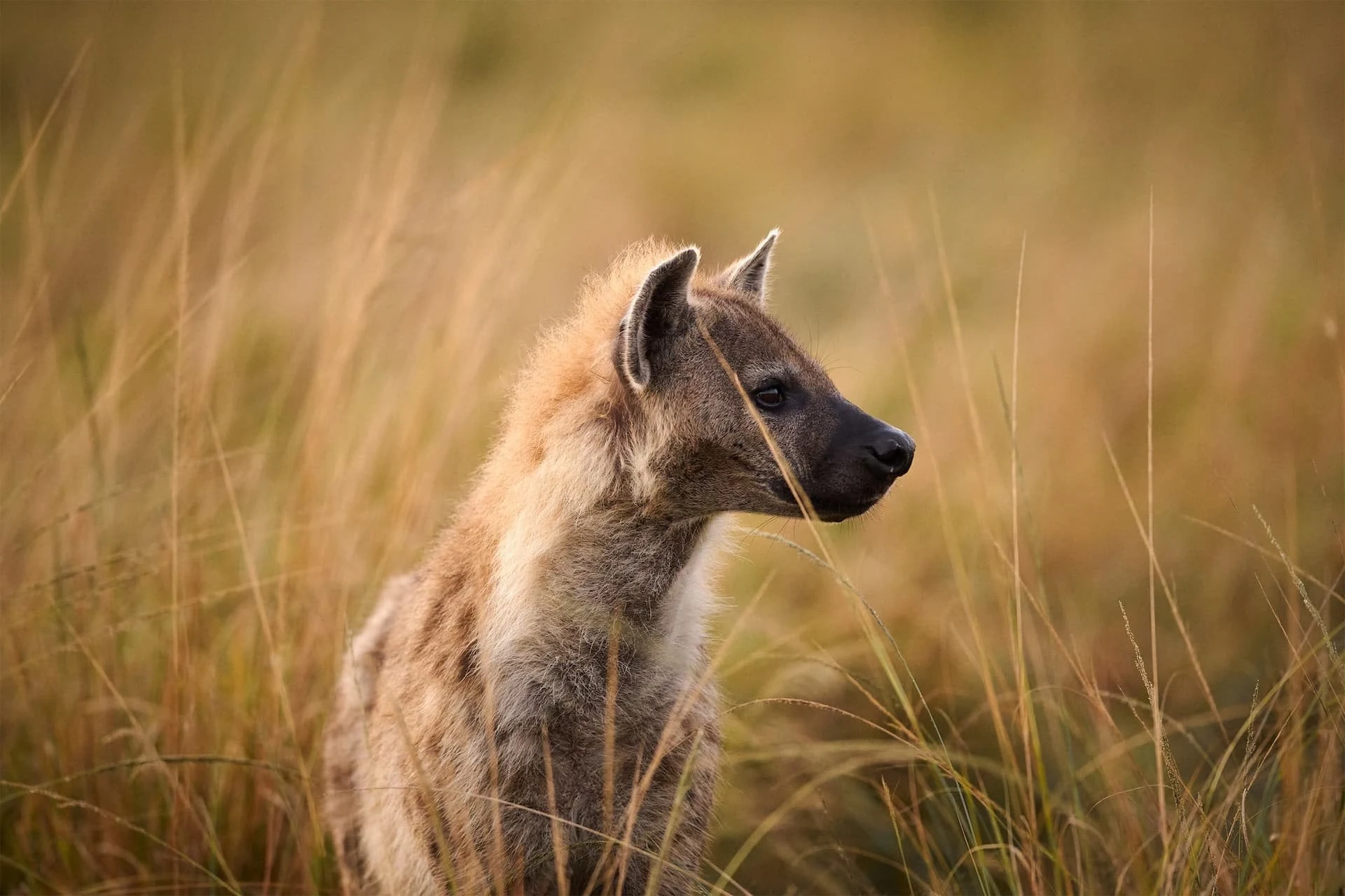 Spotted hyena in tall golden grass, side profile