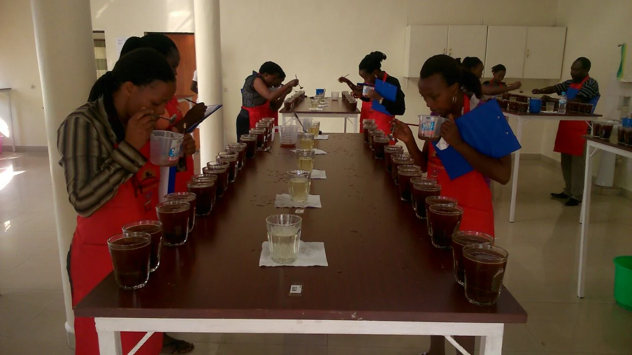 Coffee tasters cupping rows of brewed coffee samples at a long table