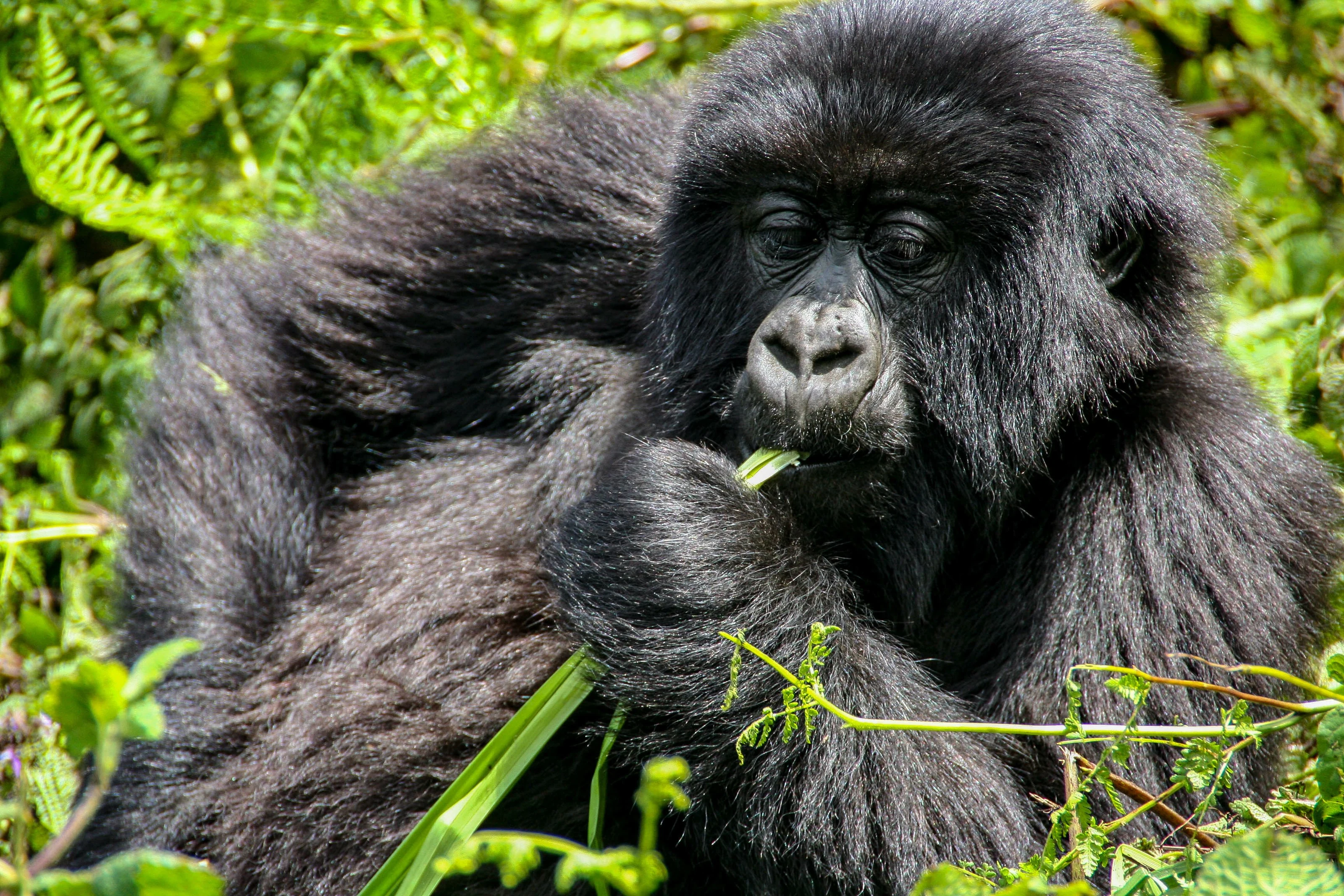 Mountain gorilla eating foliage in close-up