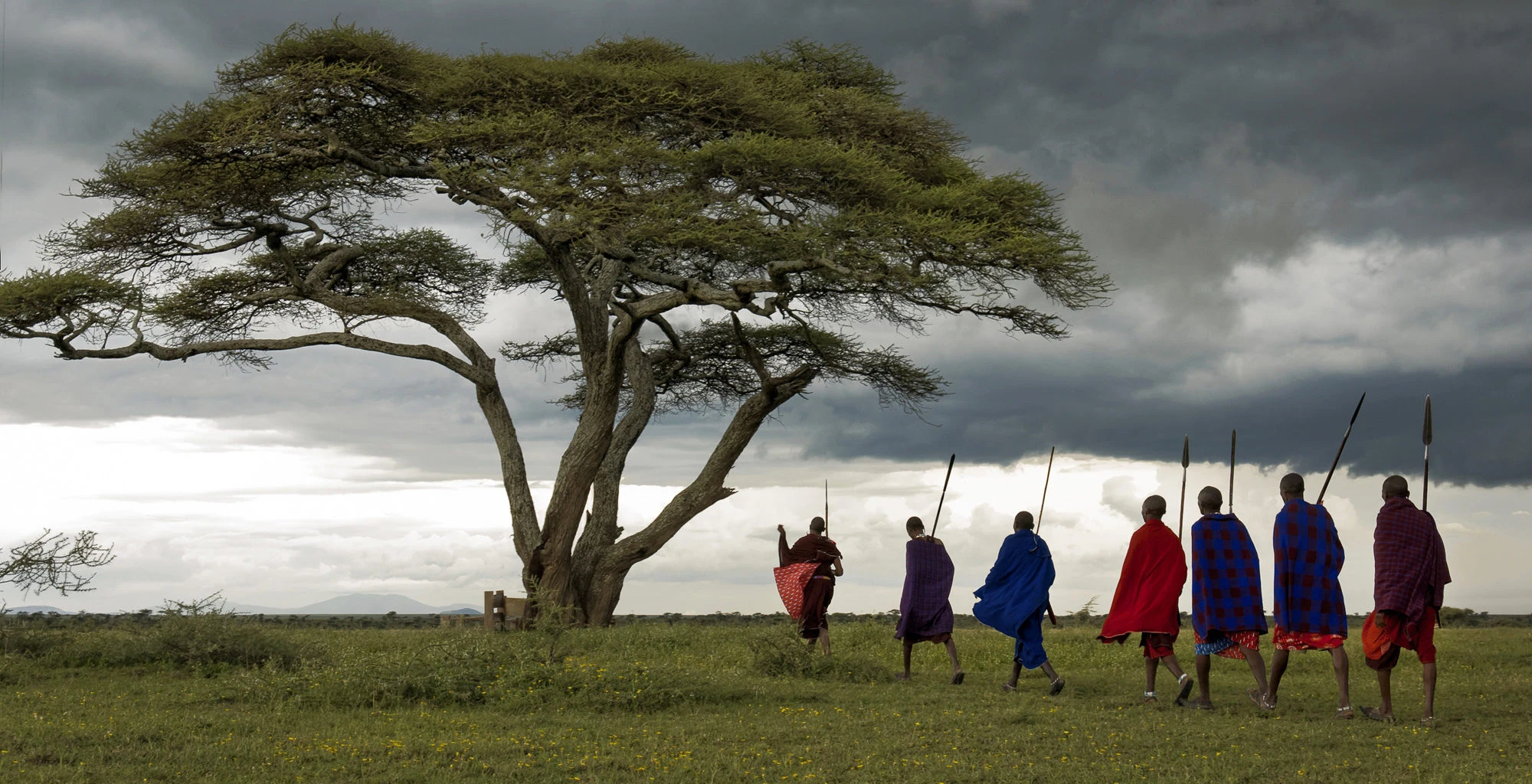 Maasai men walking in single file beneath a lone acacia in Loliondo