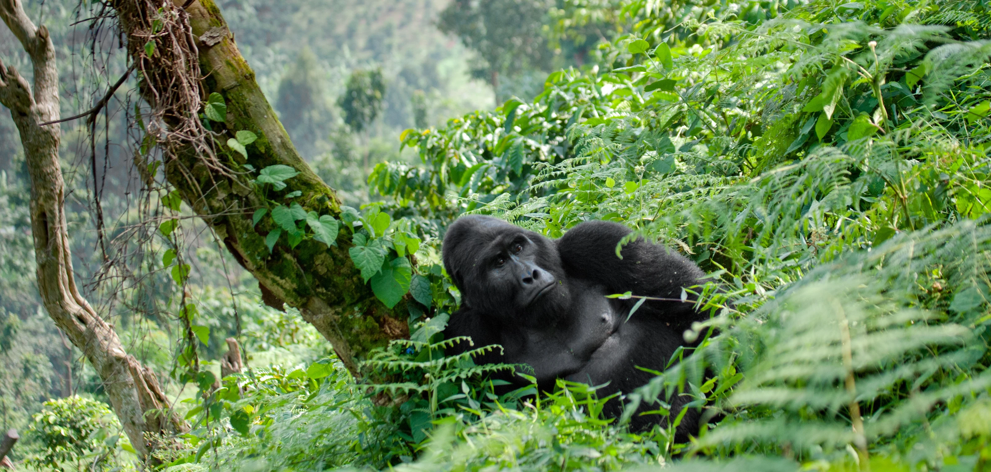 A mountain gorilla resting among ferns beside a tree in Bwindi forest