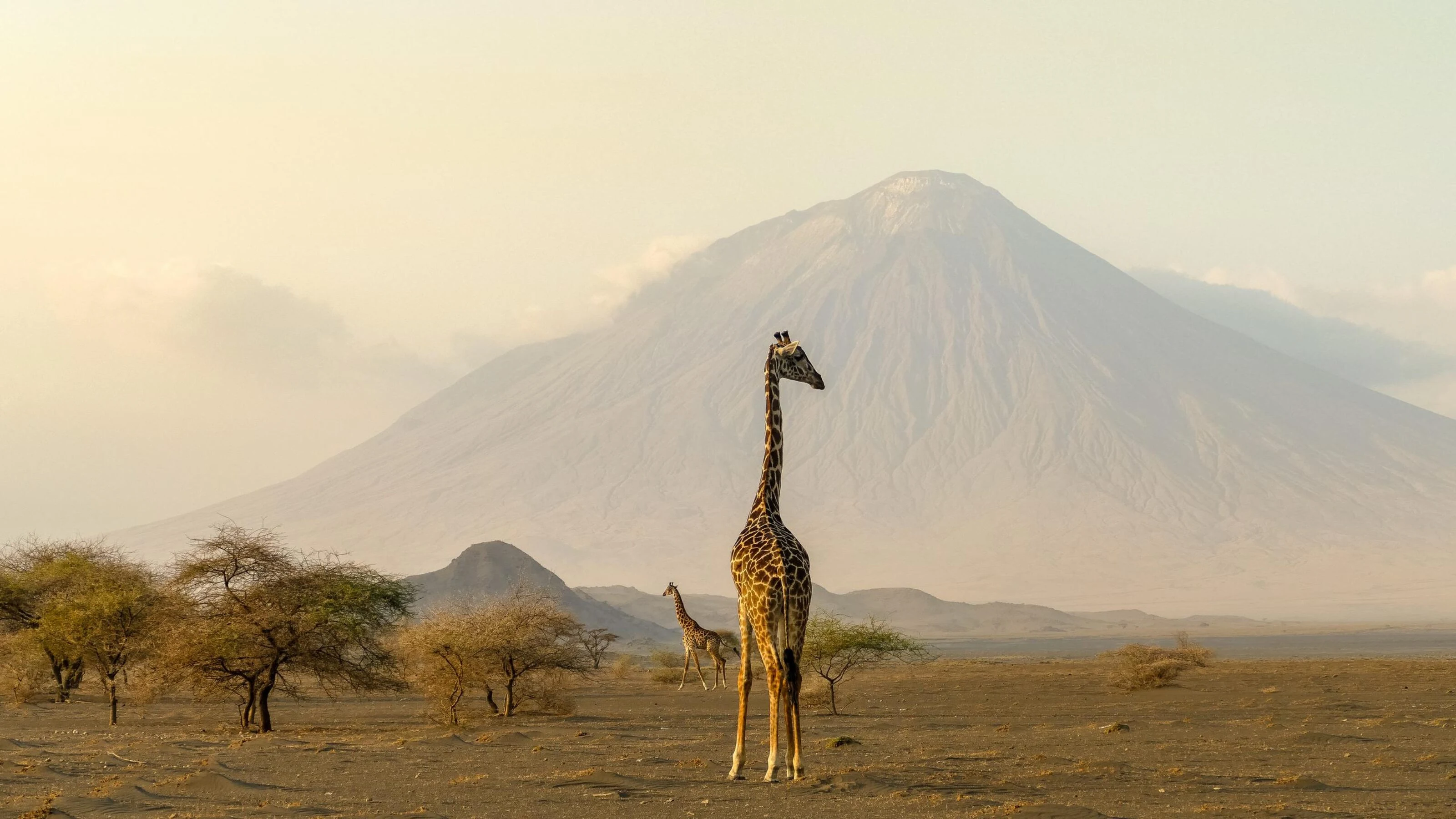 Lone giraffe on golden plains in front of a pale cone shaped volcano