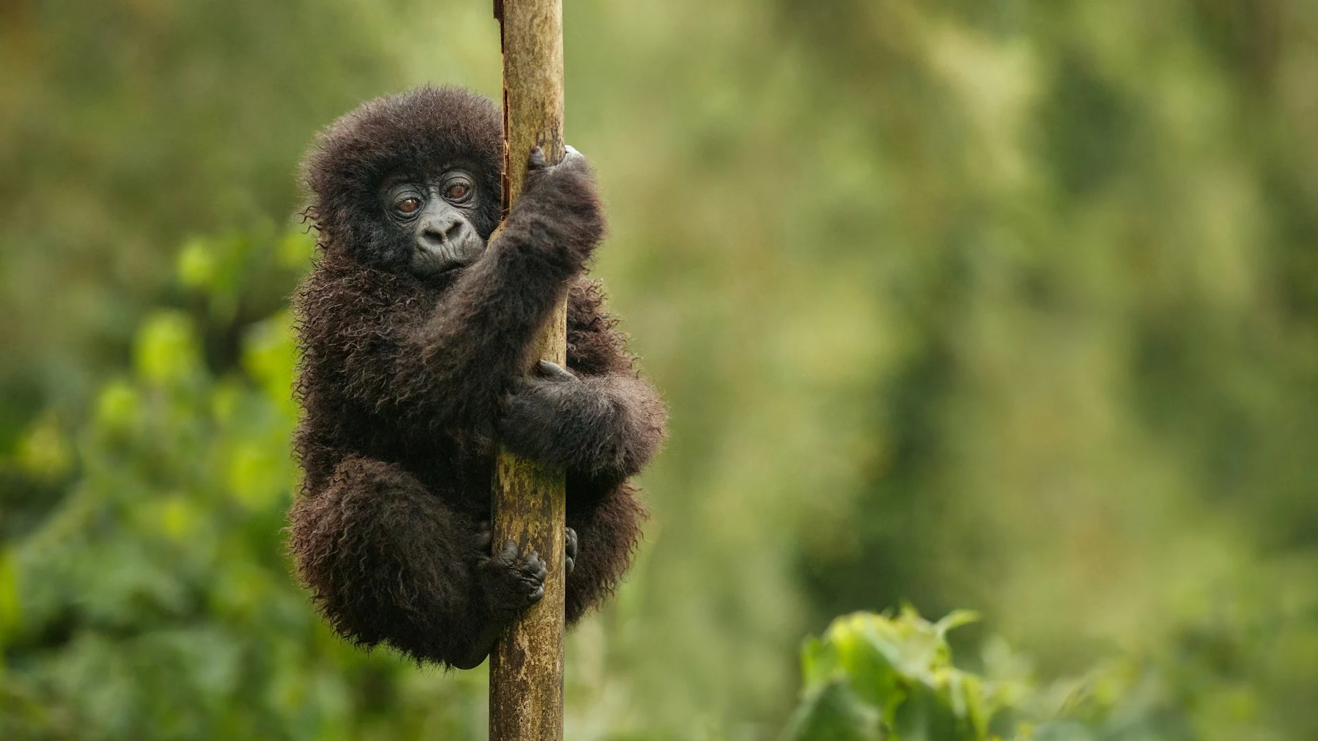 Baby gorilla clinging to a stalk against soft green