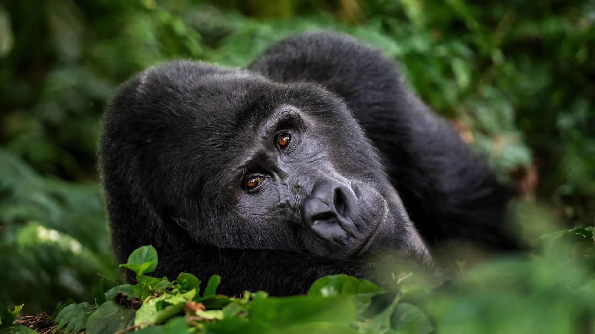 A silverback mountain gorilla lying in the undergrowth of Bwindi Impenetrable Forest