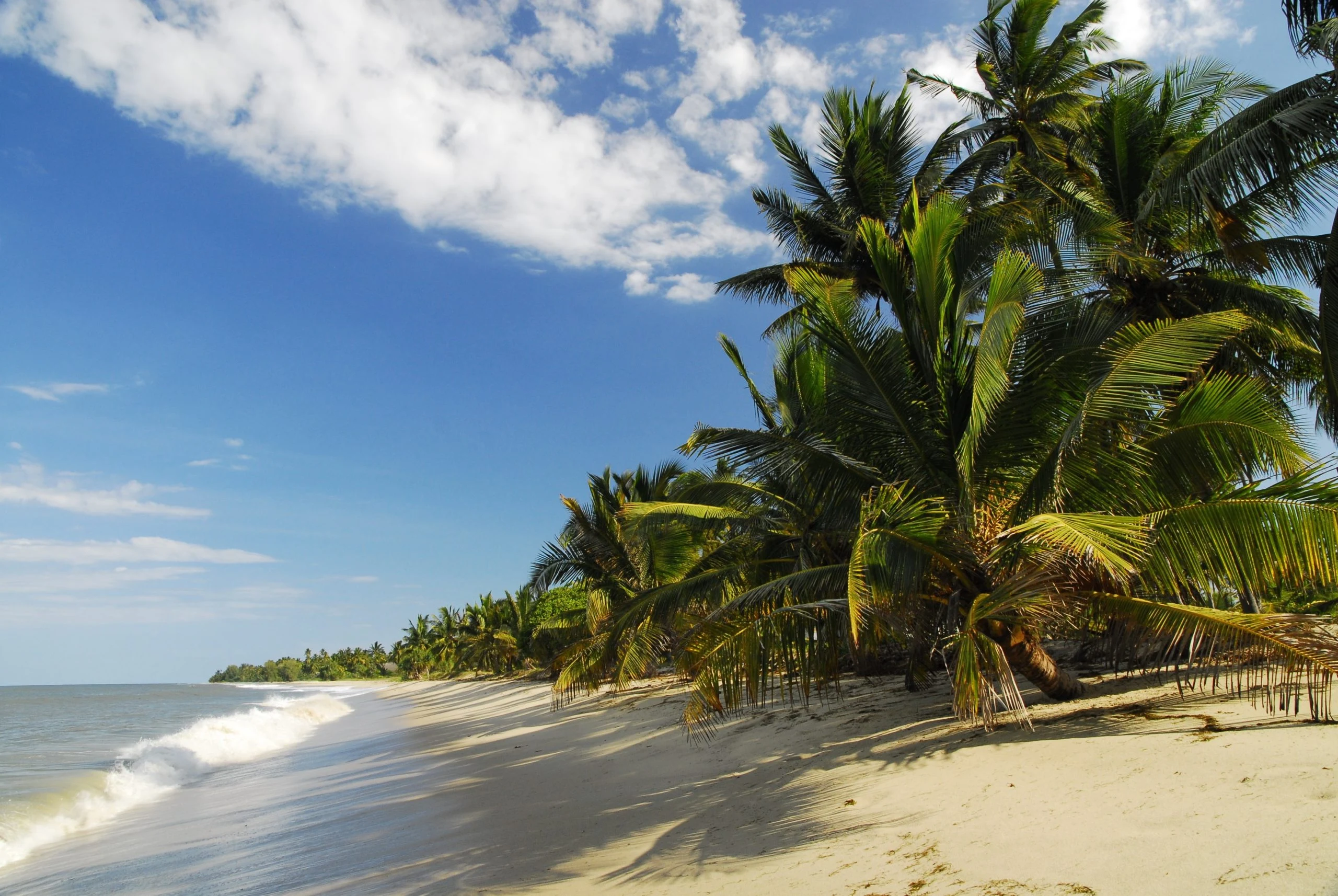 Palms leaning over a quiet sandy beach