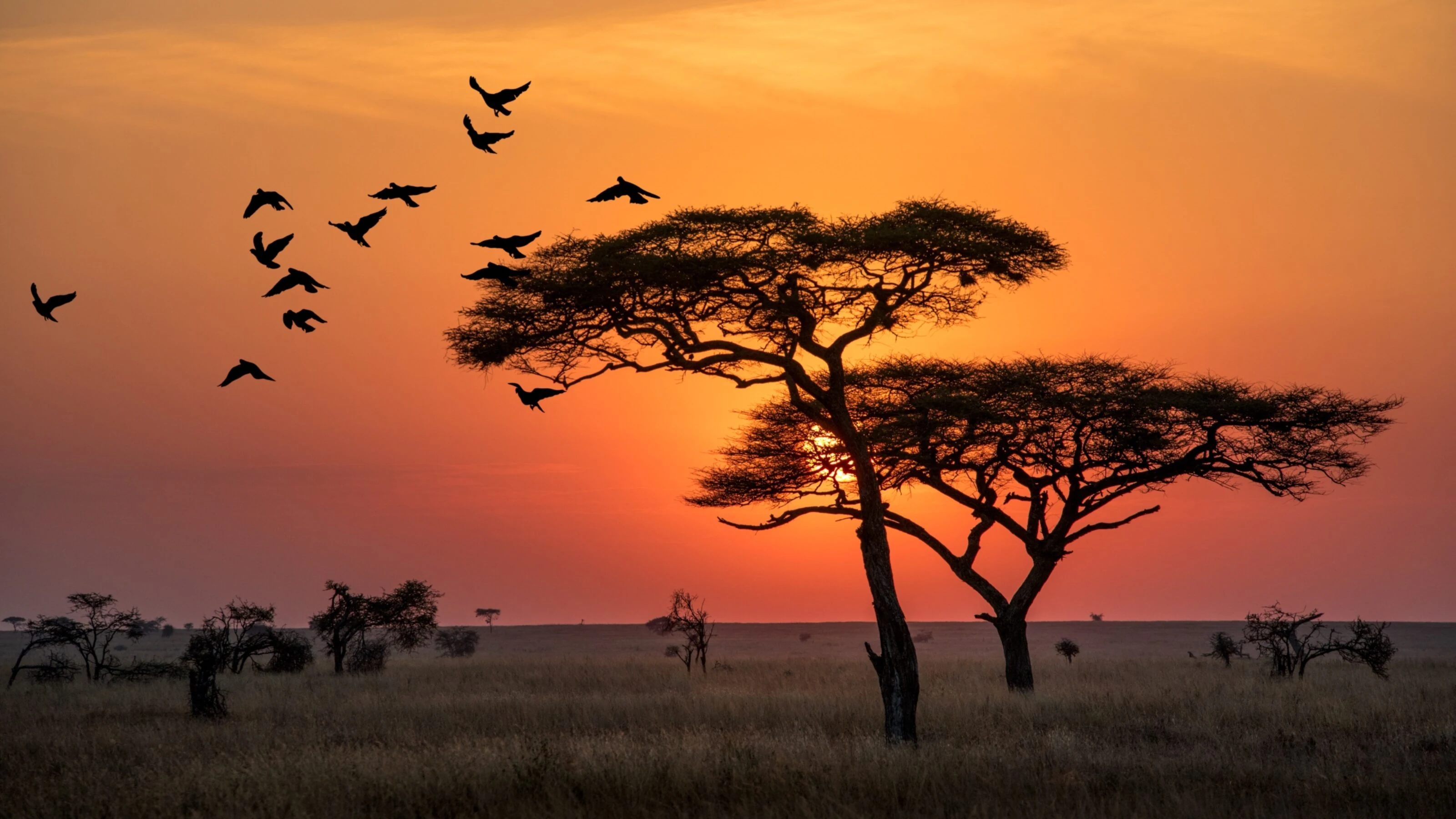 Acacia silhouettes with flying birds against orange sunset
