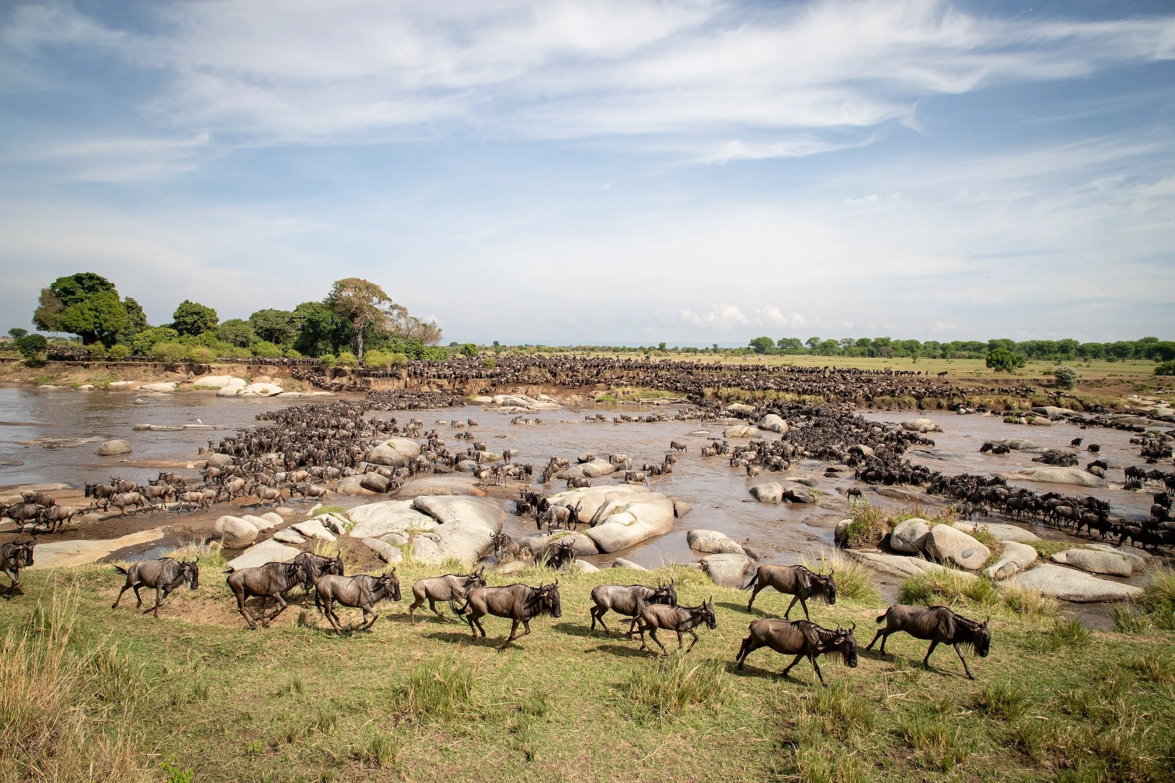 Wildebeest streaming past rocks at a river crossing under big sky