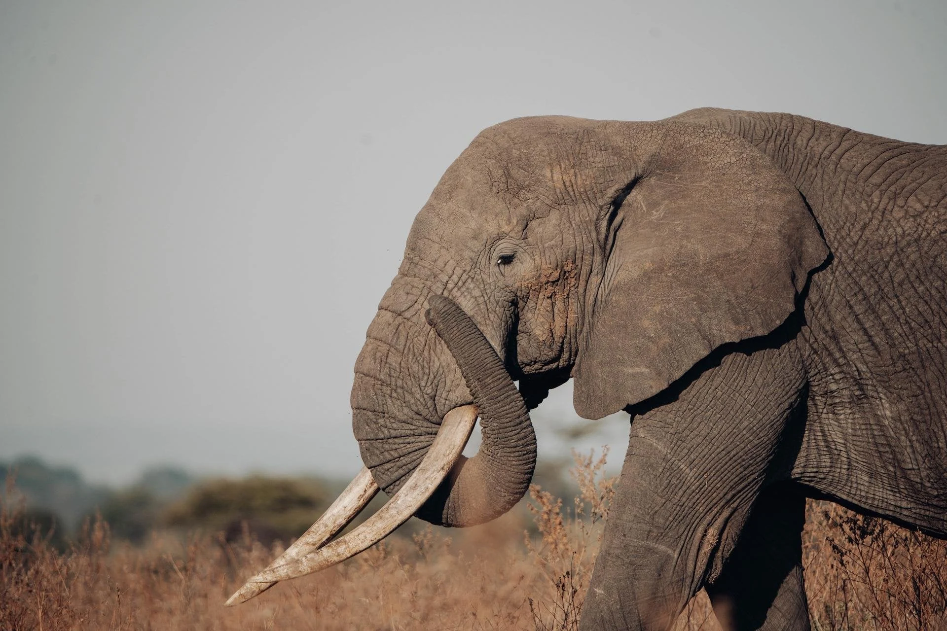 Elephant head and tusk in profile on dry grass, soft grey sky