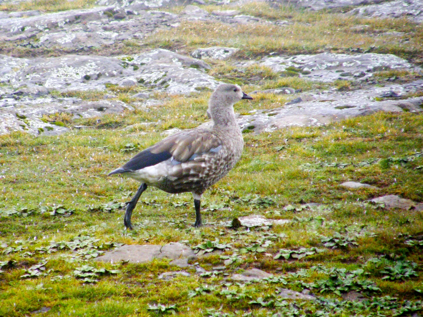 A blue-winged goose, an Ethiopian endemic, walks on moss and rock in the Bale Mountains.