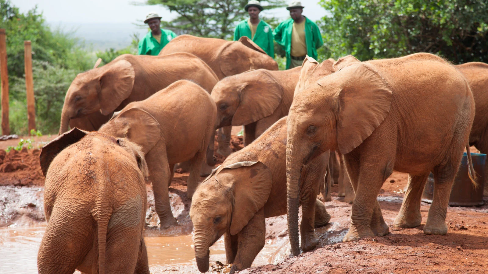 Orphaned elephants mud bathing with keepers in green uniforms behind