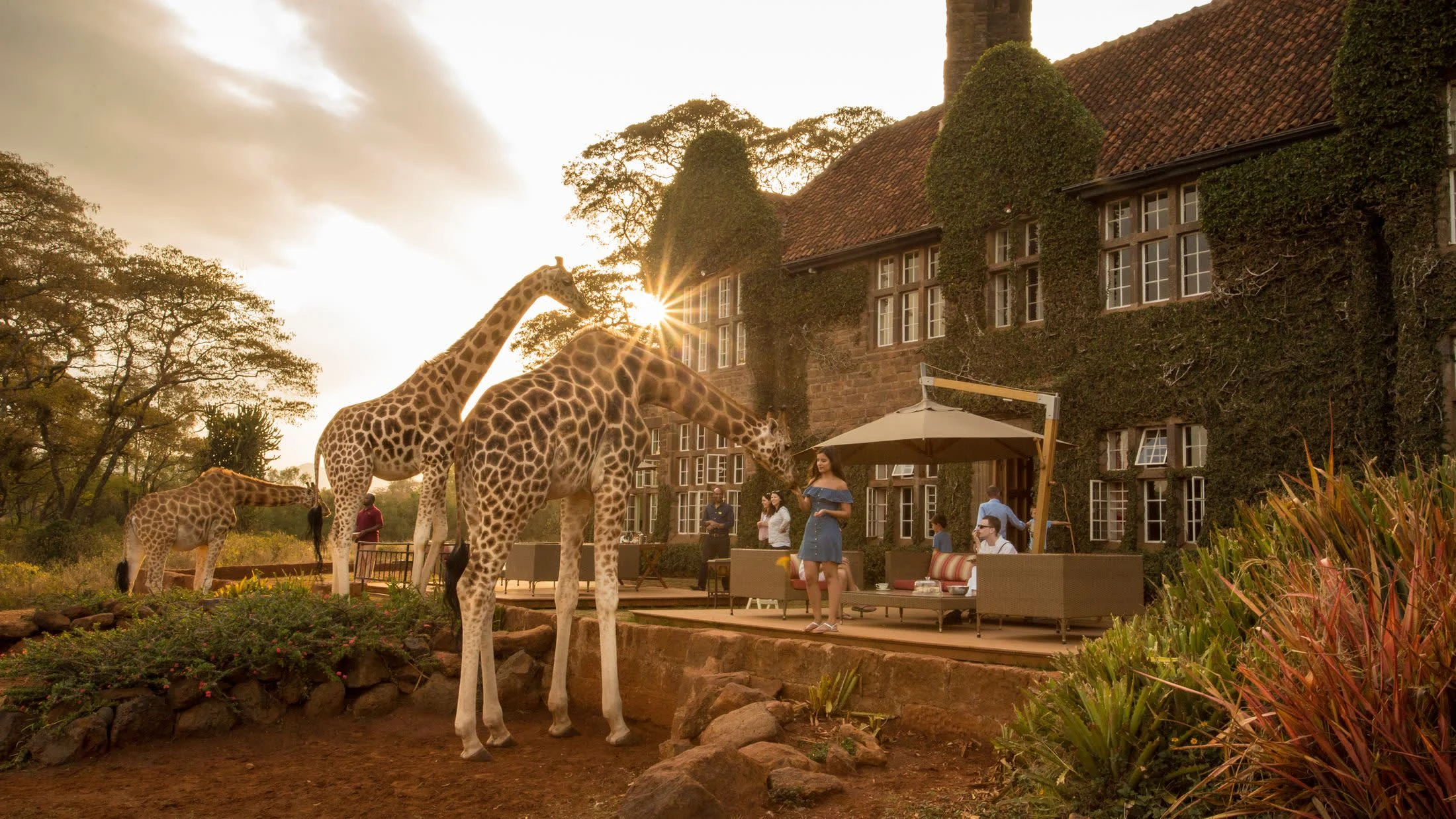 Giraffes beside the ivy-covered manor house in evening light at Giraffe Manor