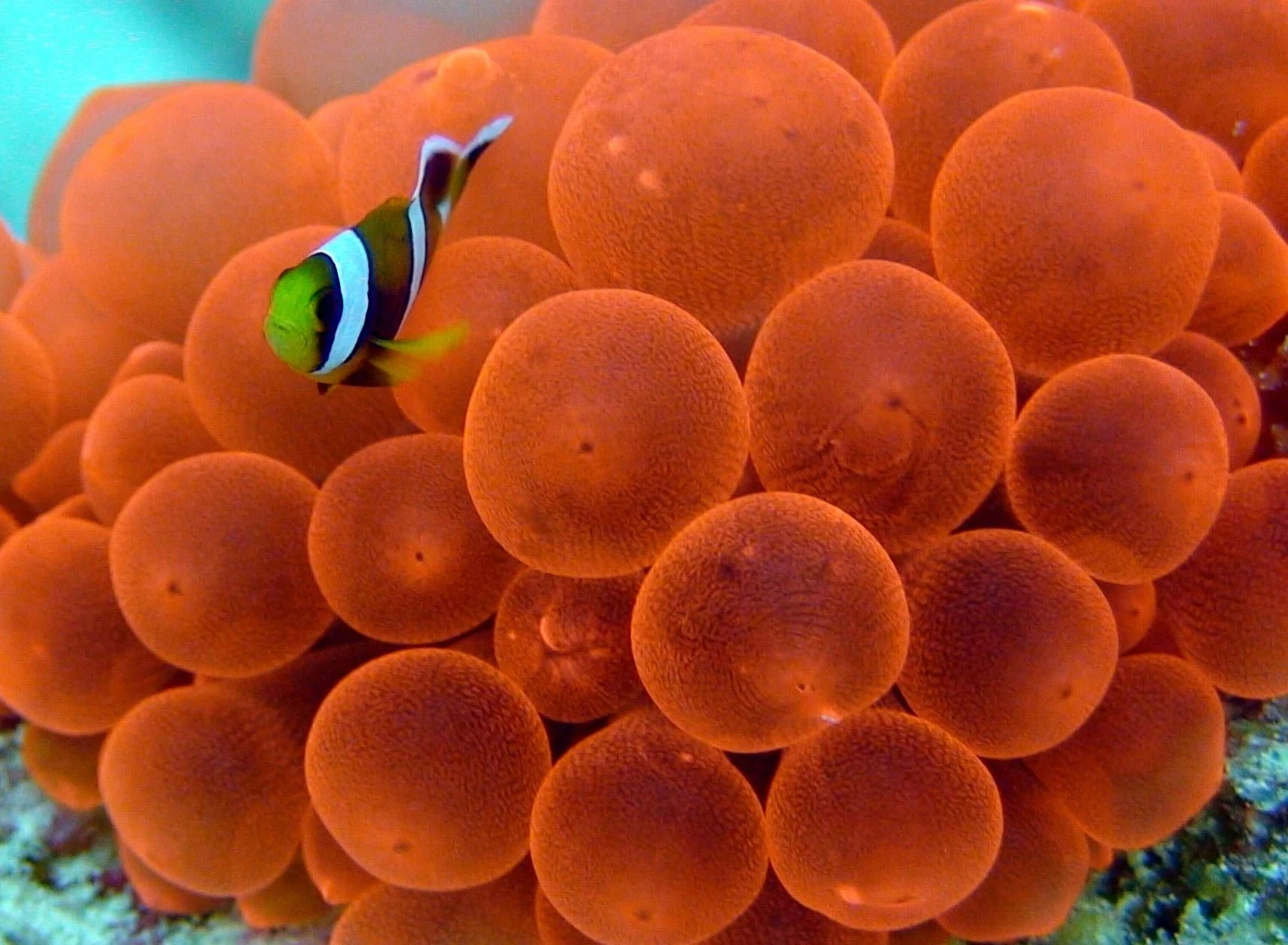 A clownfish among bright orange bubble-tip anemone