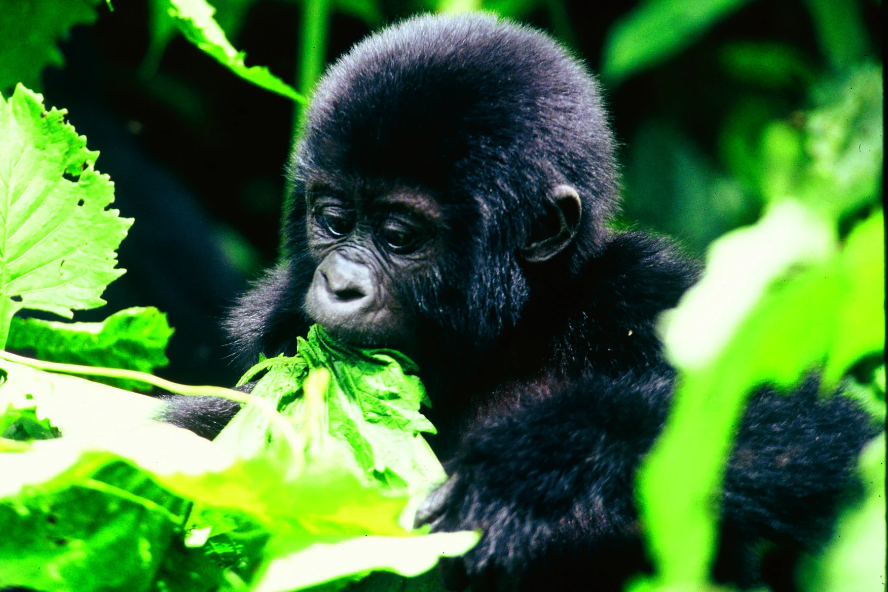 A young mountain gorilla feeding on leaves in Bwindi Impenetrable National Park