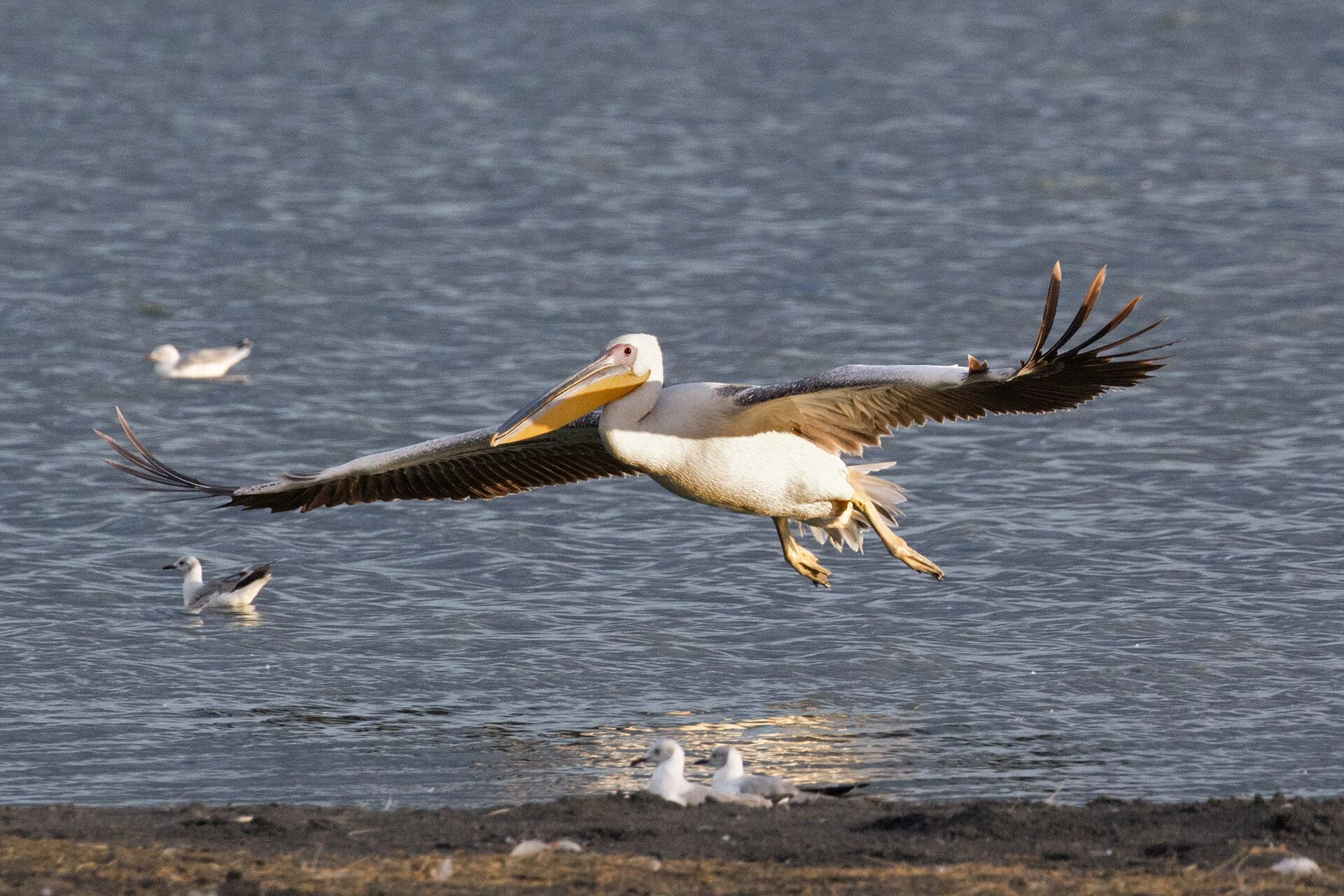 A great white pelican in flight over Lake Elementaita
