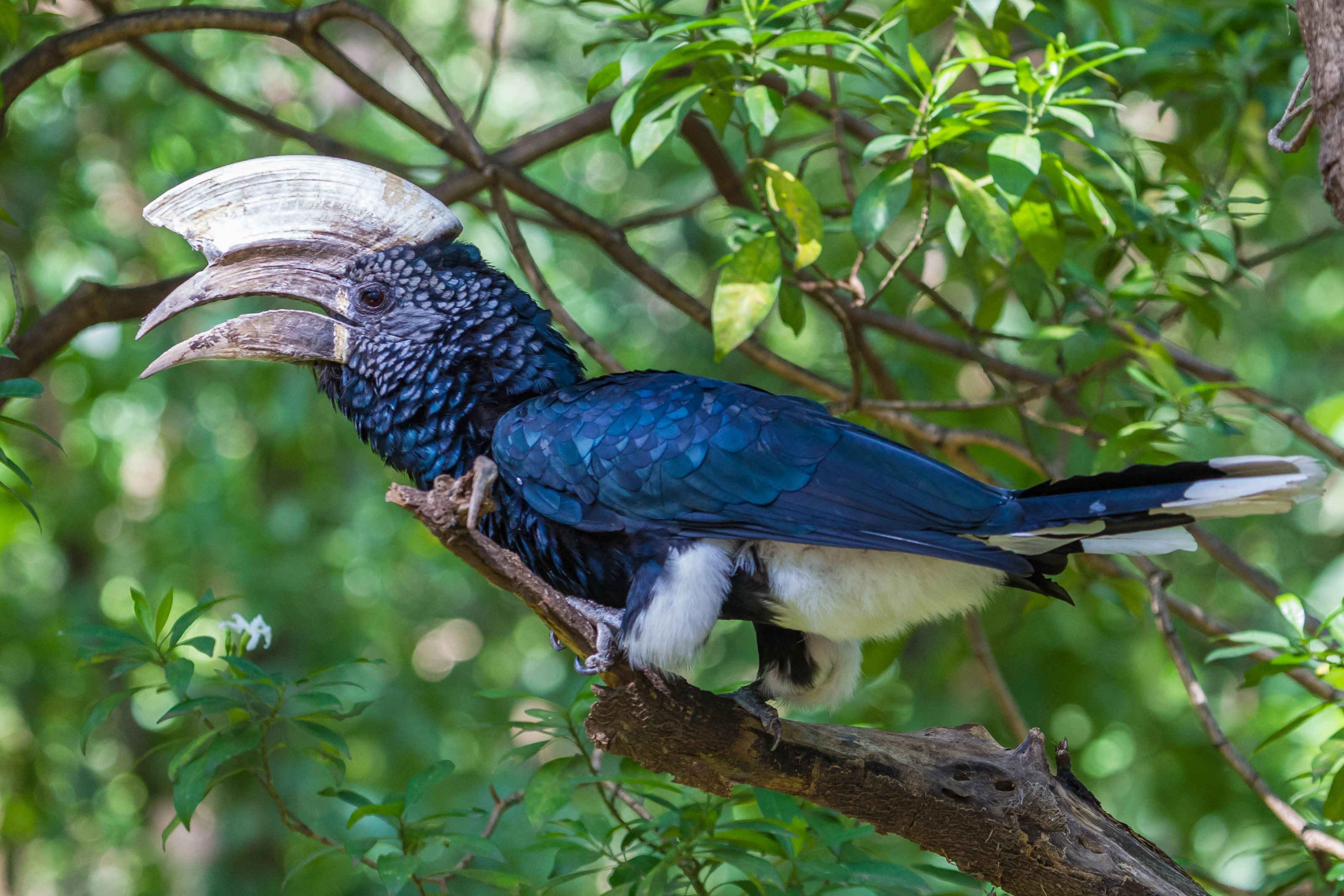 A silvery-cheeked hornbill perched in green forest at Lake Manyara