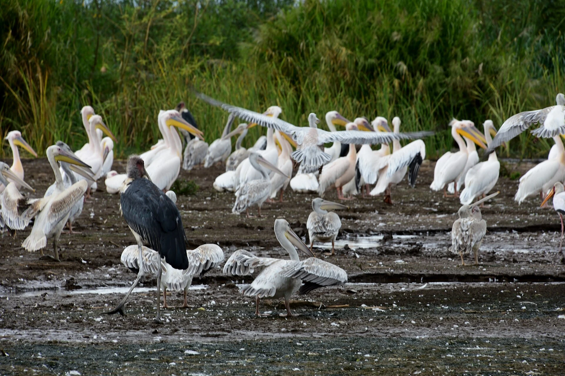 Great white pelicans and a marabou stork gather on the shore of Lake Chamo.