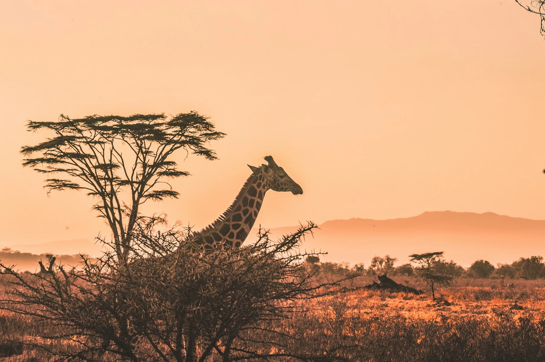 Giraffe silhouetted behind an acacia in orange sunset