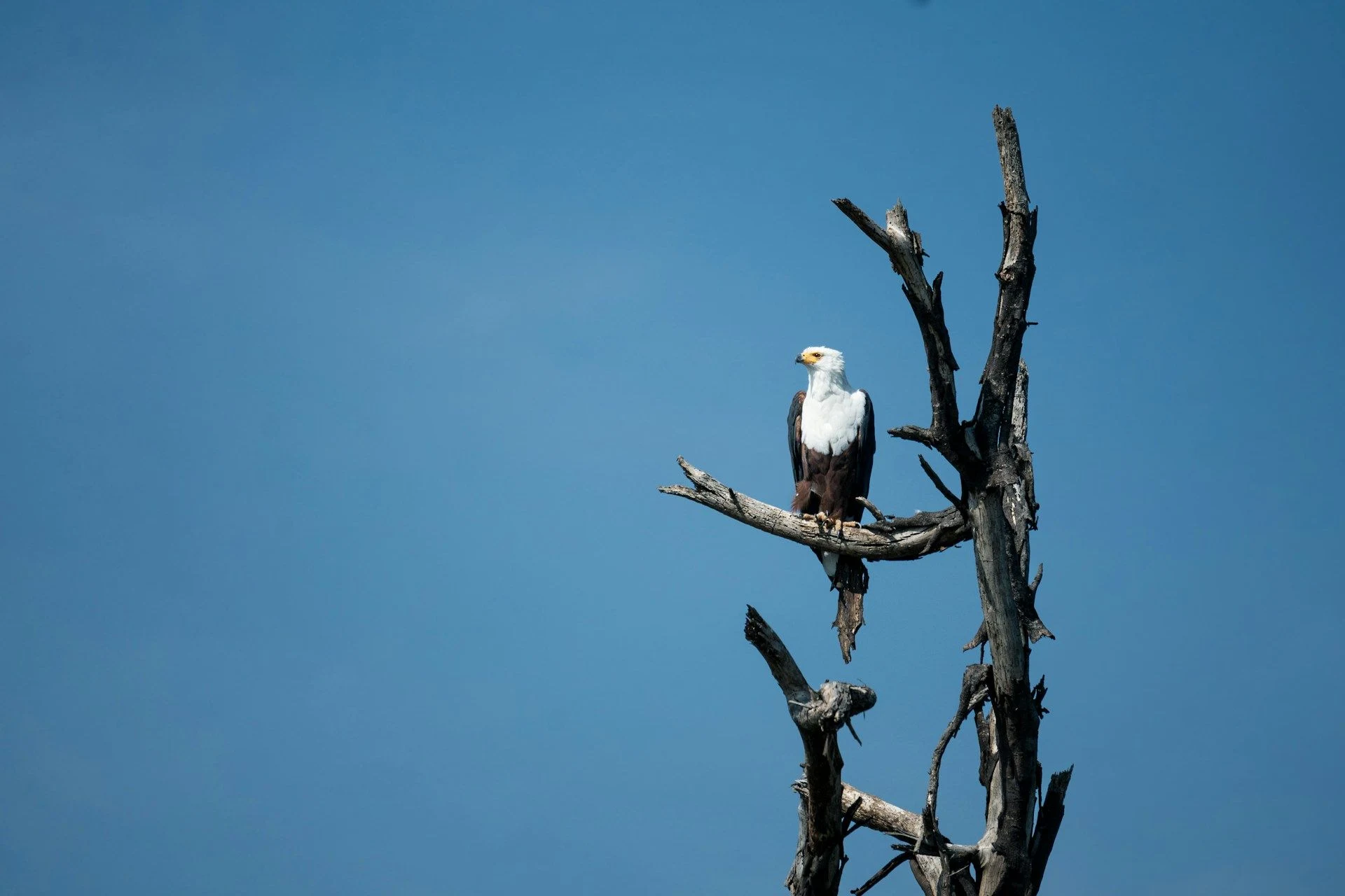 African fish eagle perched on a dead tree against a clear blue sky