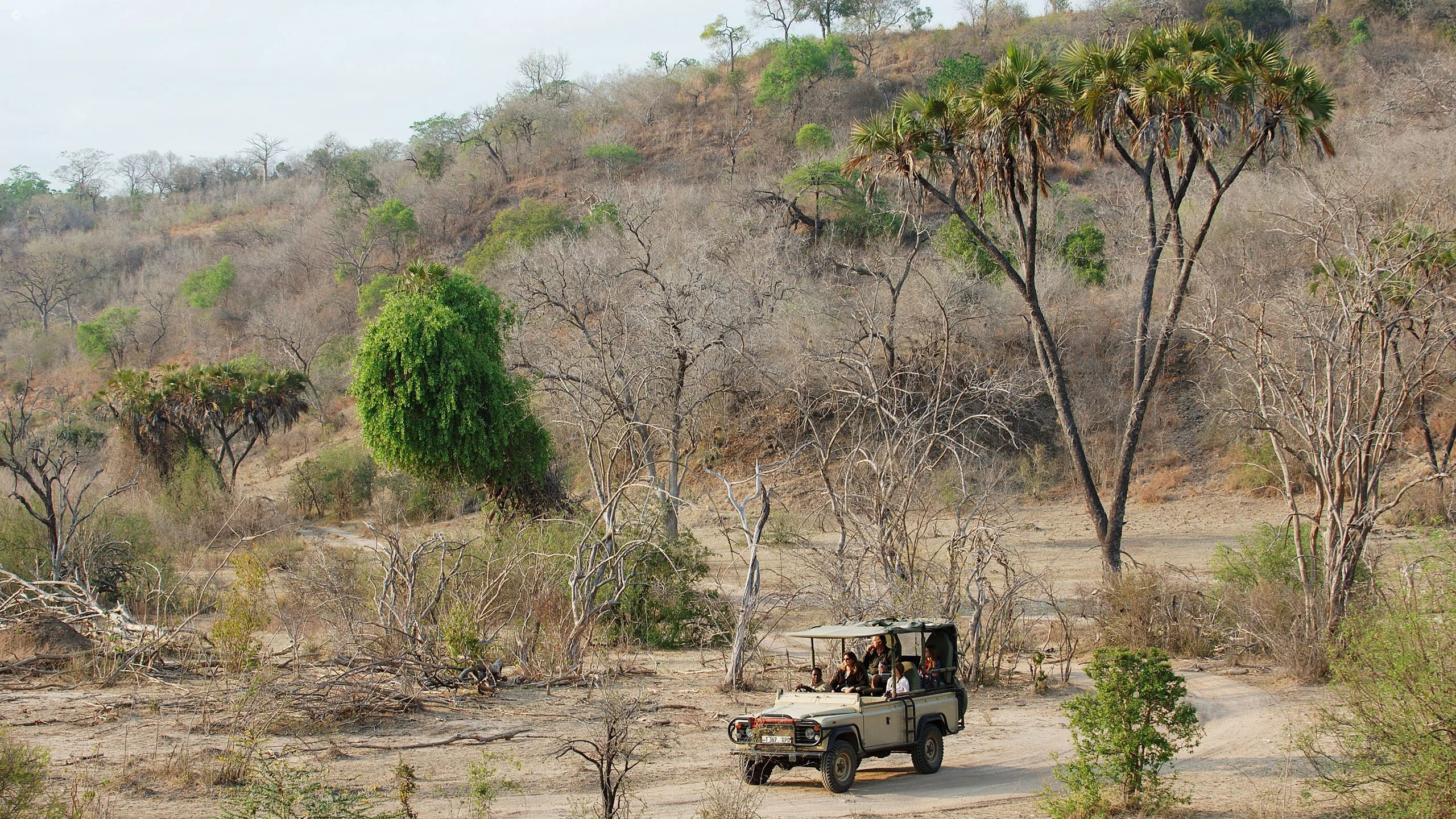 Safari vehicle on a woodland track in Nyerere National Park