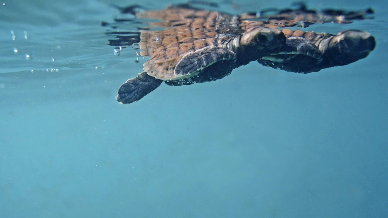 A hawksbill turtle swimming just under the surface of the sea