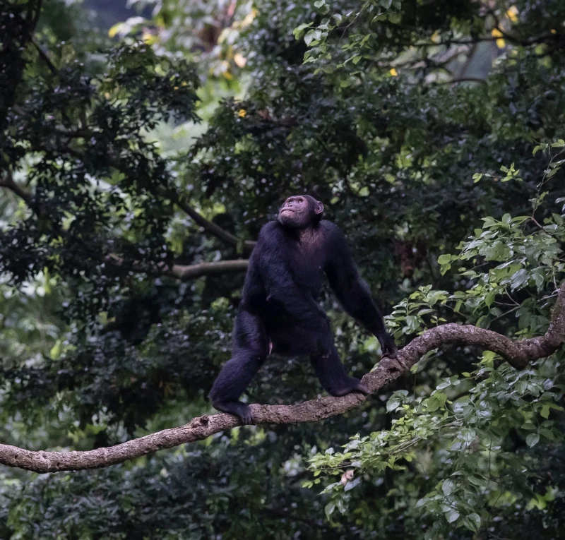 A chimpanzee balancing on a forest branch near Kyambura Gorge