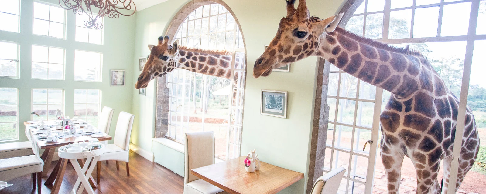 Giraffes leaning in at the windows of Giraffe Manor in Karen, Nairobi