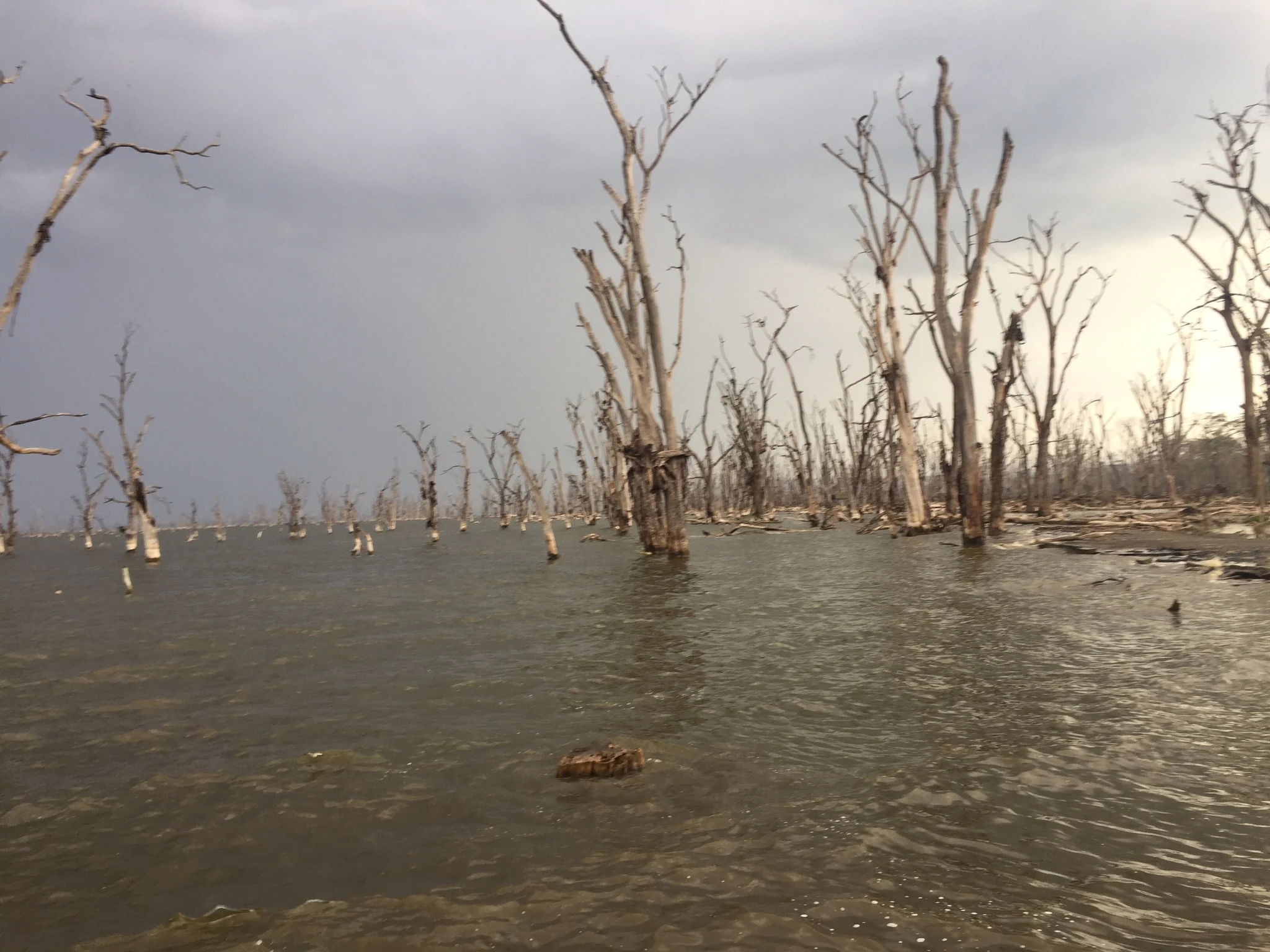 Drowned trees standing in the shallows of Lake Nakuru