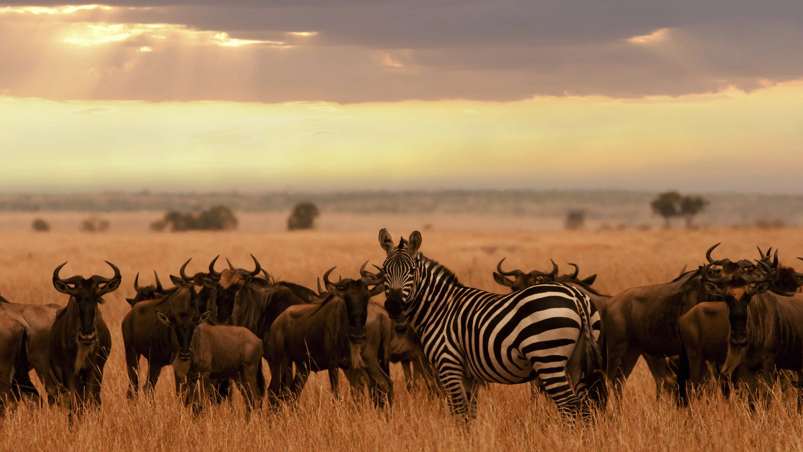 Zebra and wildebeest herd at sunset on dry plain