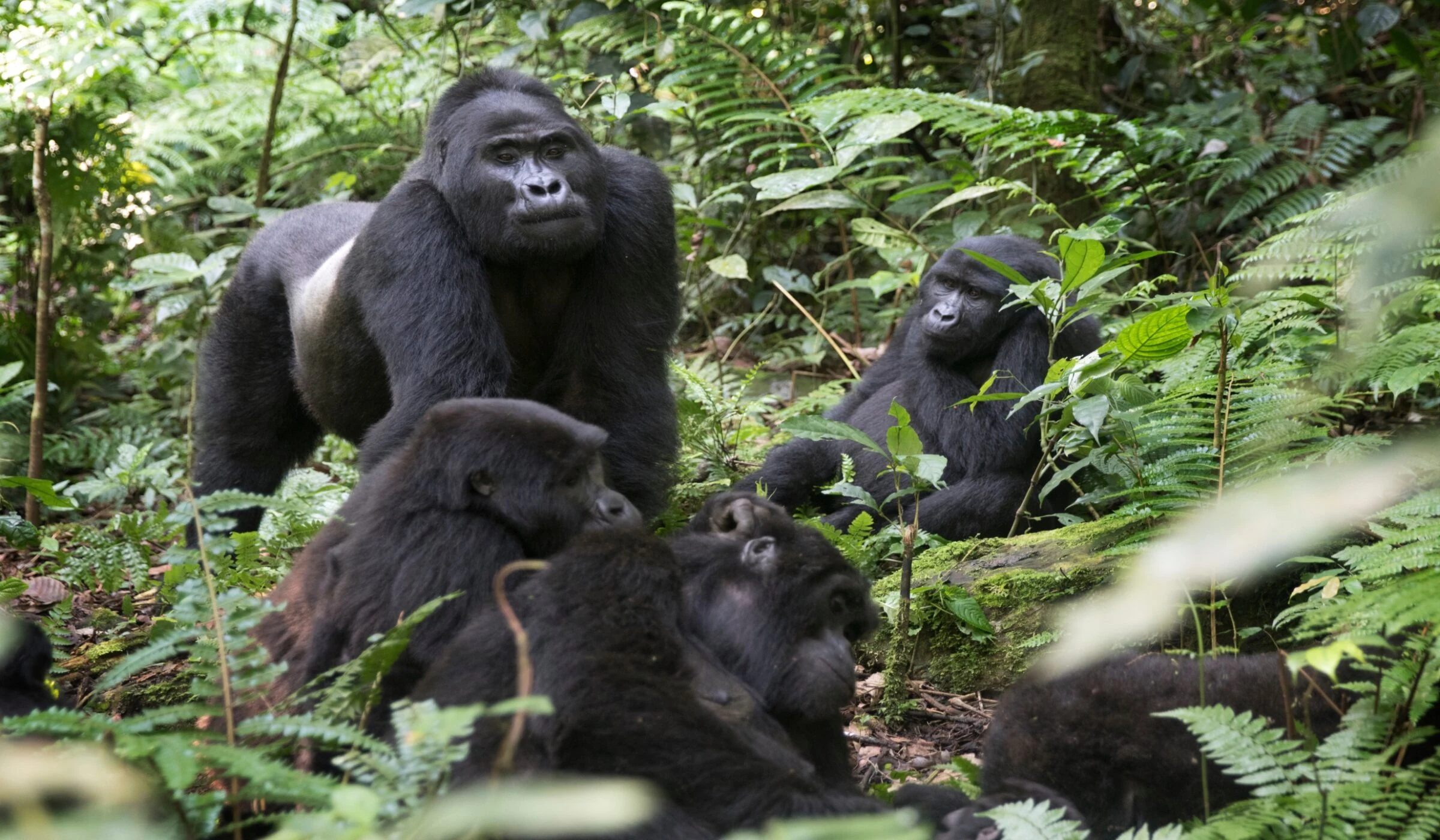 Silverback and family of mountain gorillas among ferns and foliage