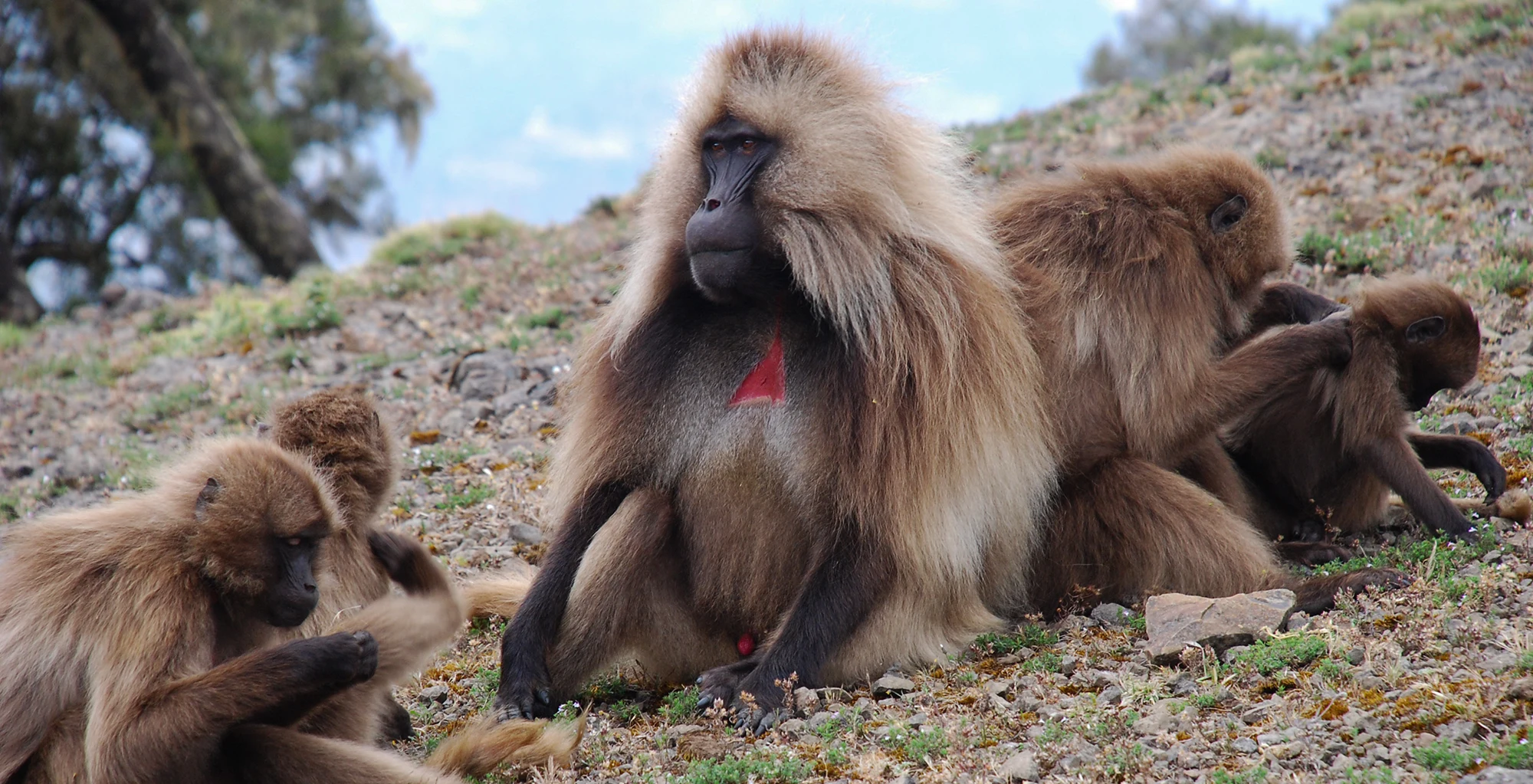 A group of gelada monkeys sits grazing on a grassy Simien slope.