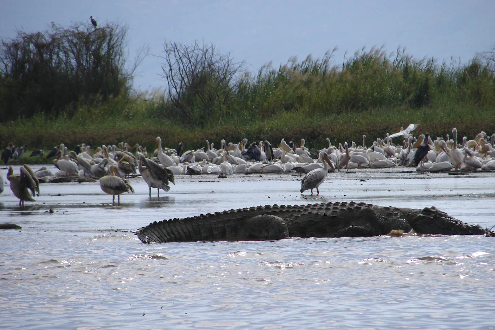 A Nile crocodile lies in the shallows of Lake Chamo beside pelicans and storks.