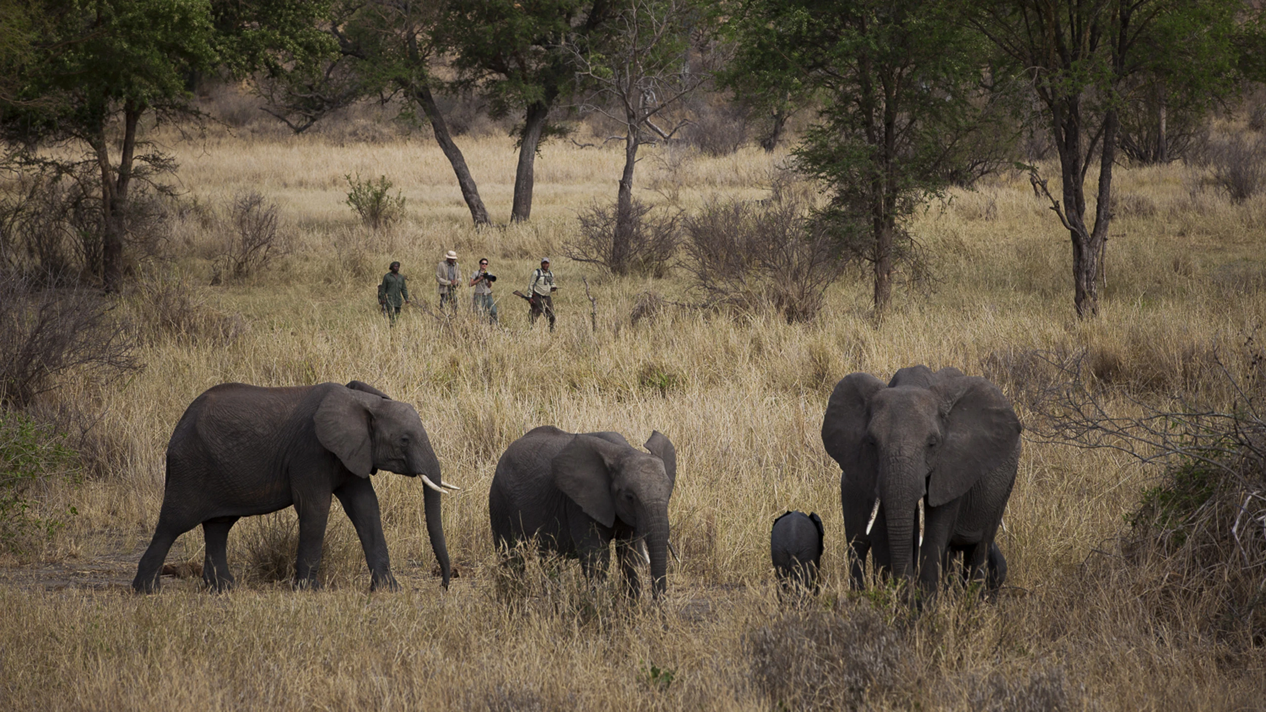 A walking safari group watching an elephant family in Ruaha