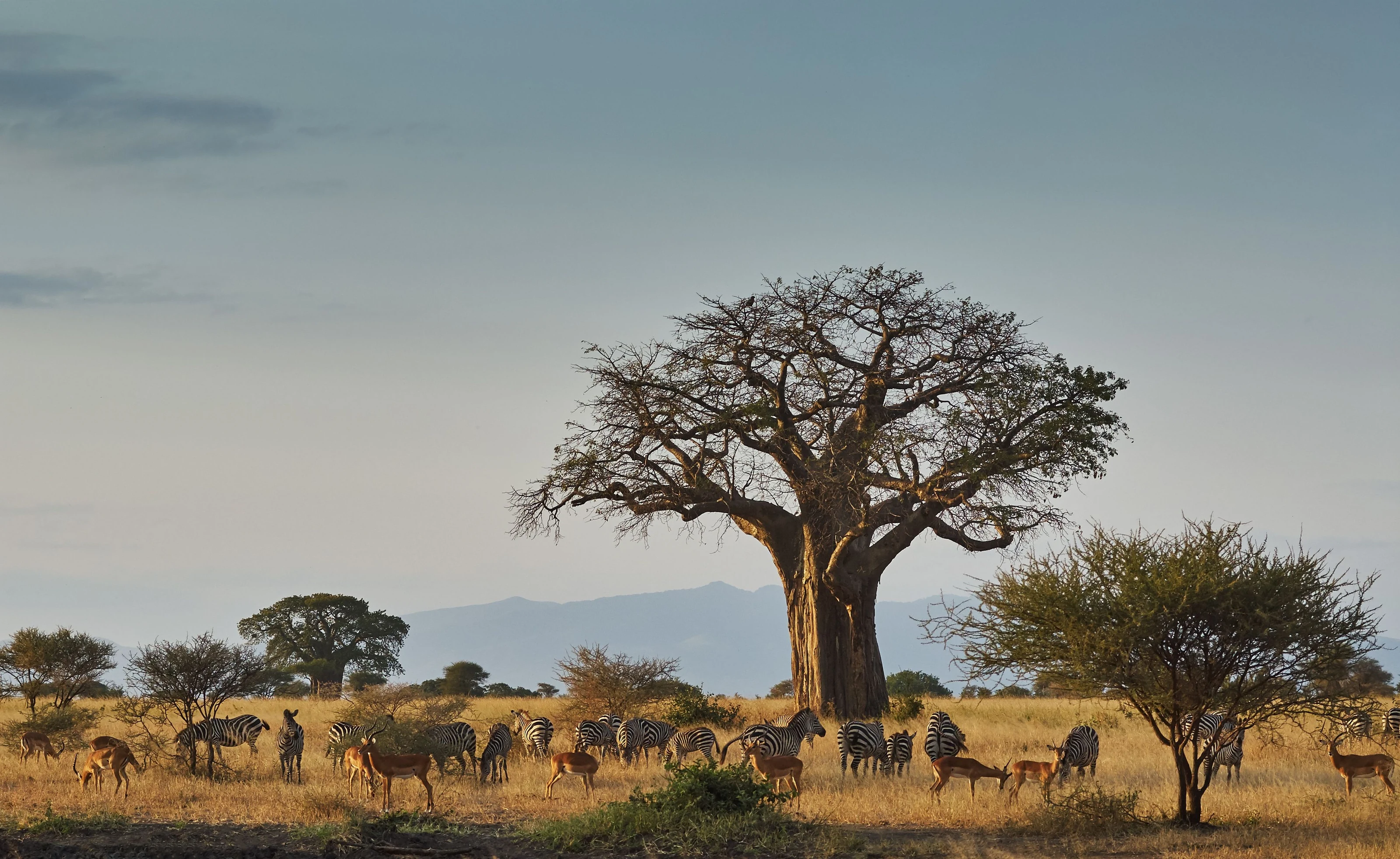 Baobab tree over savanna with a herd of zebra and elephant beneath