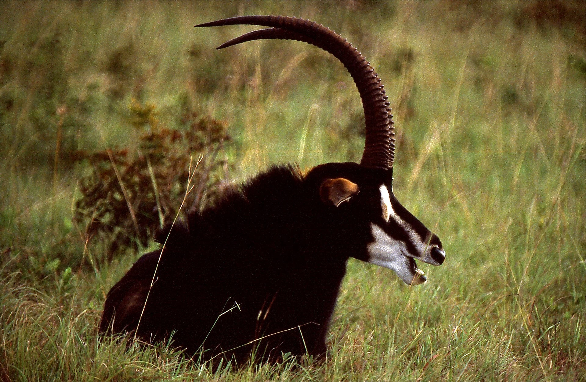 A sable antelope in Shimba Hills