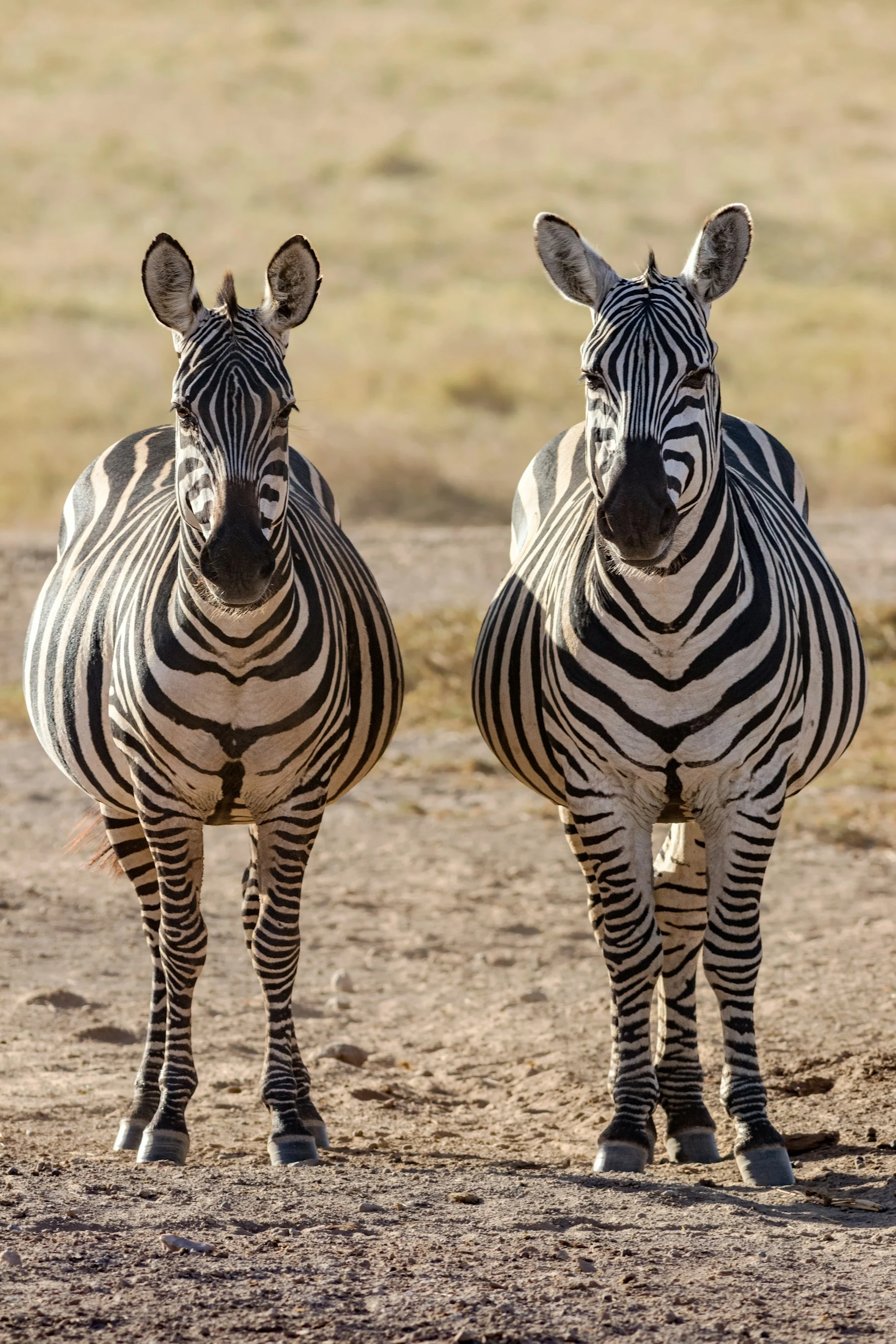 Two zebras standing facing the camera on dry ground