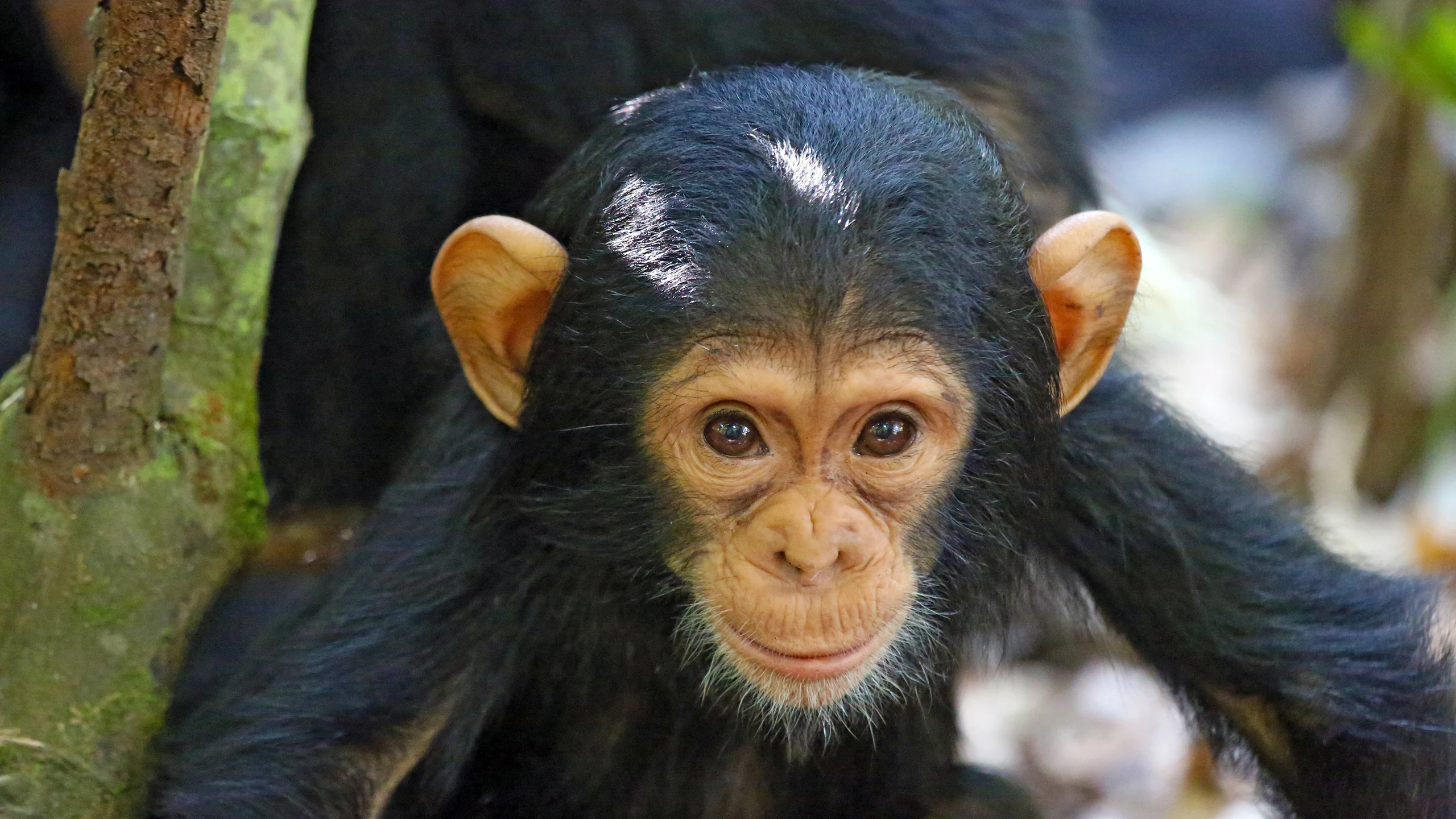 Close view of a young chimpanzee face in Mahale