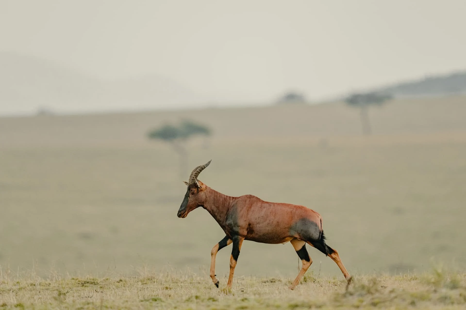 Lone topi walking across a wide hazy plain