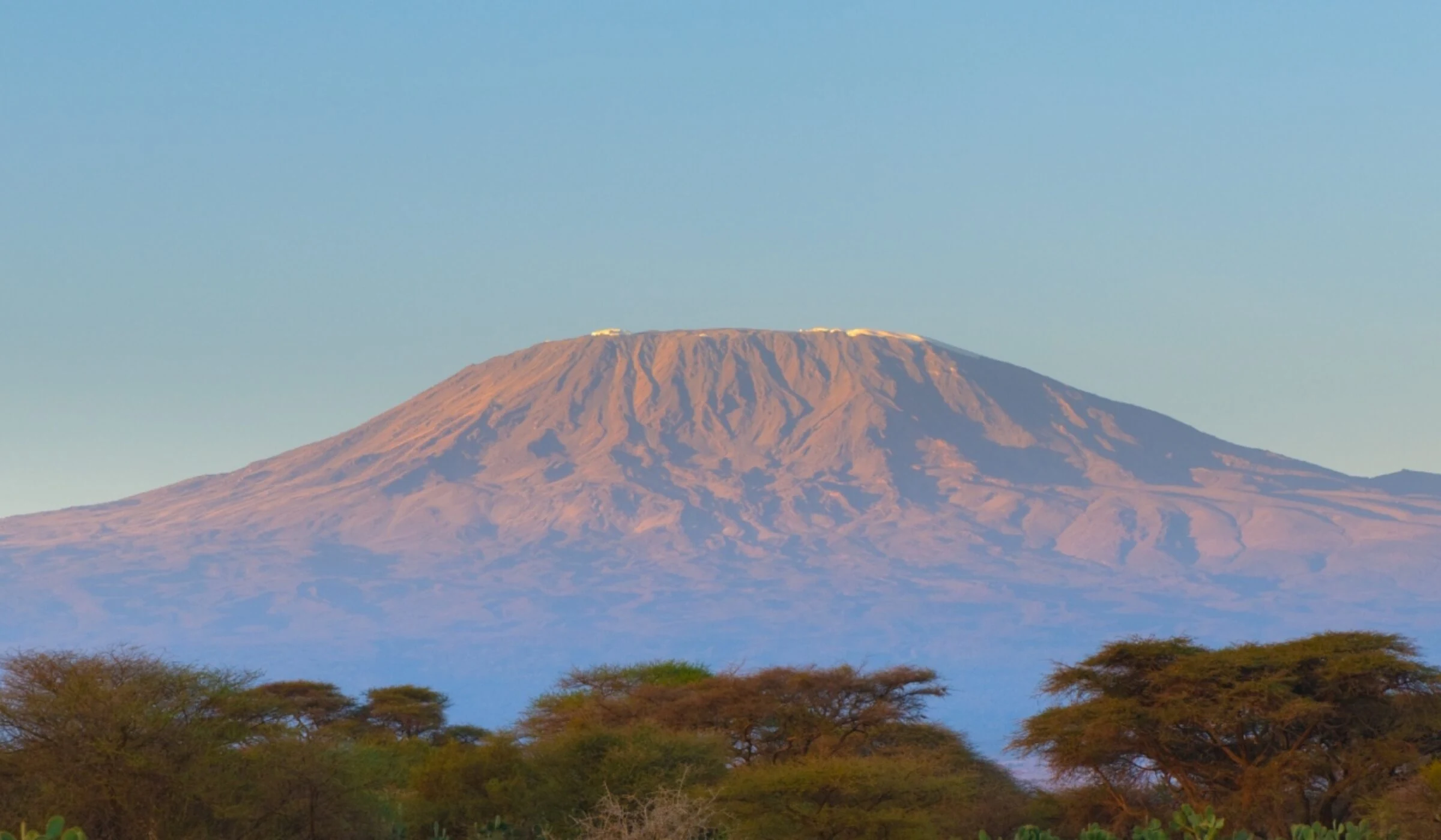 Kilimanjaro glowing pink at dusk above acacia