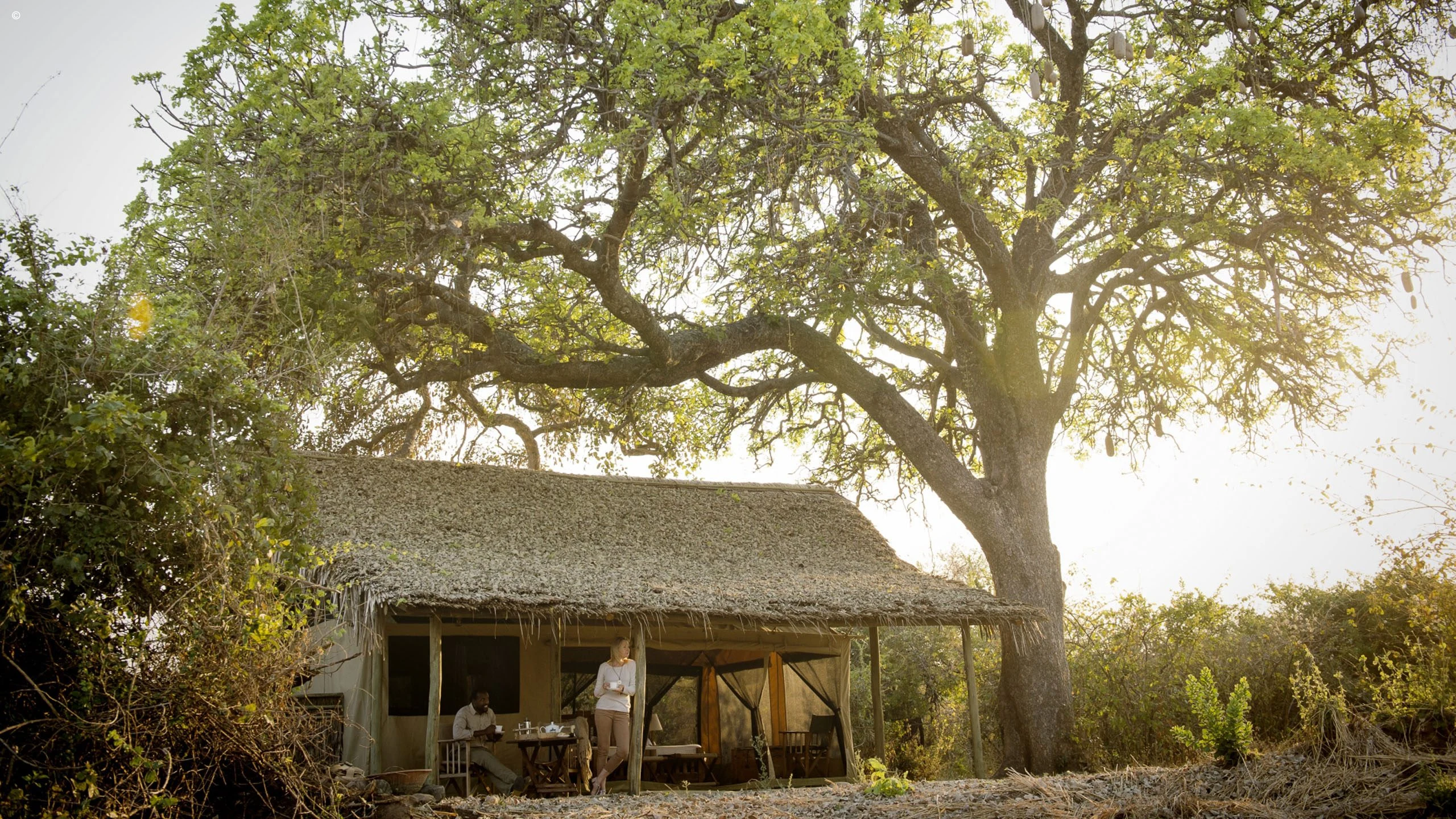 Small thatched lodge beneath trees at Kigelia Ruaha